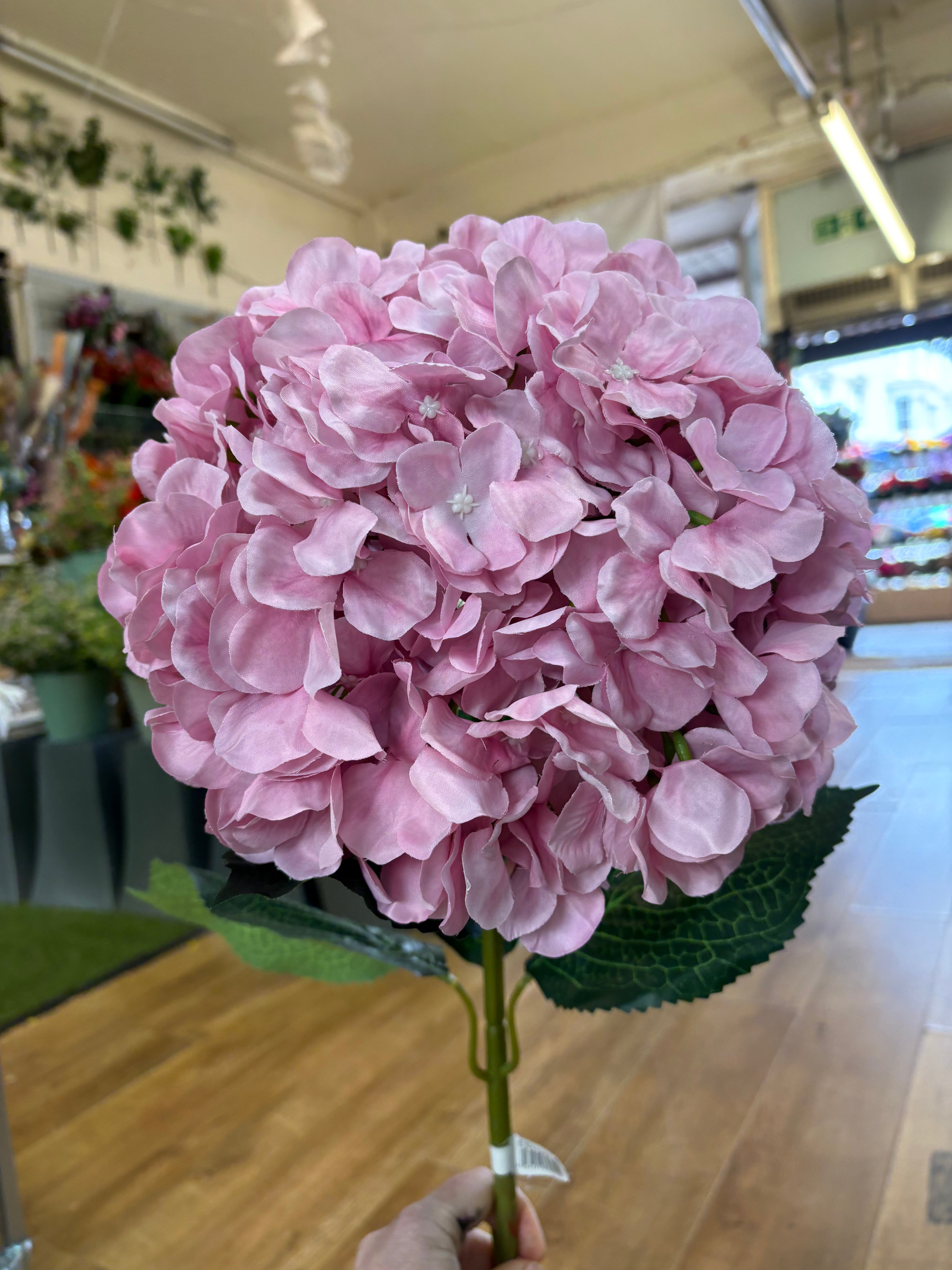 Giant head pale pink premium hydrangea