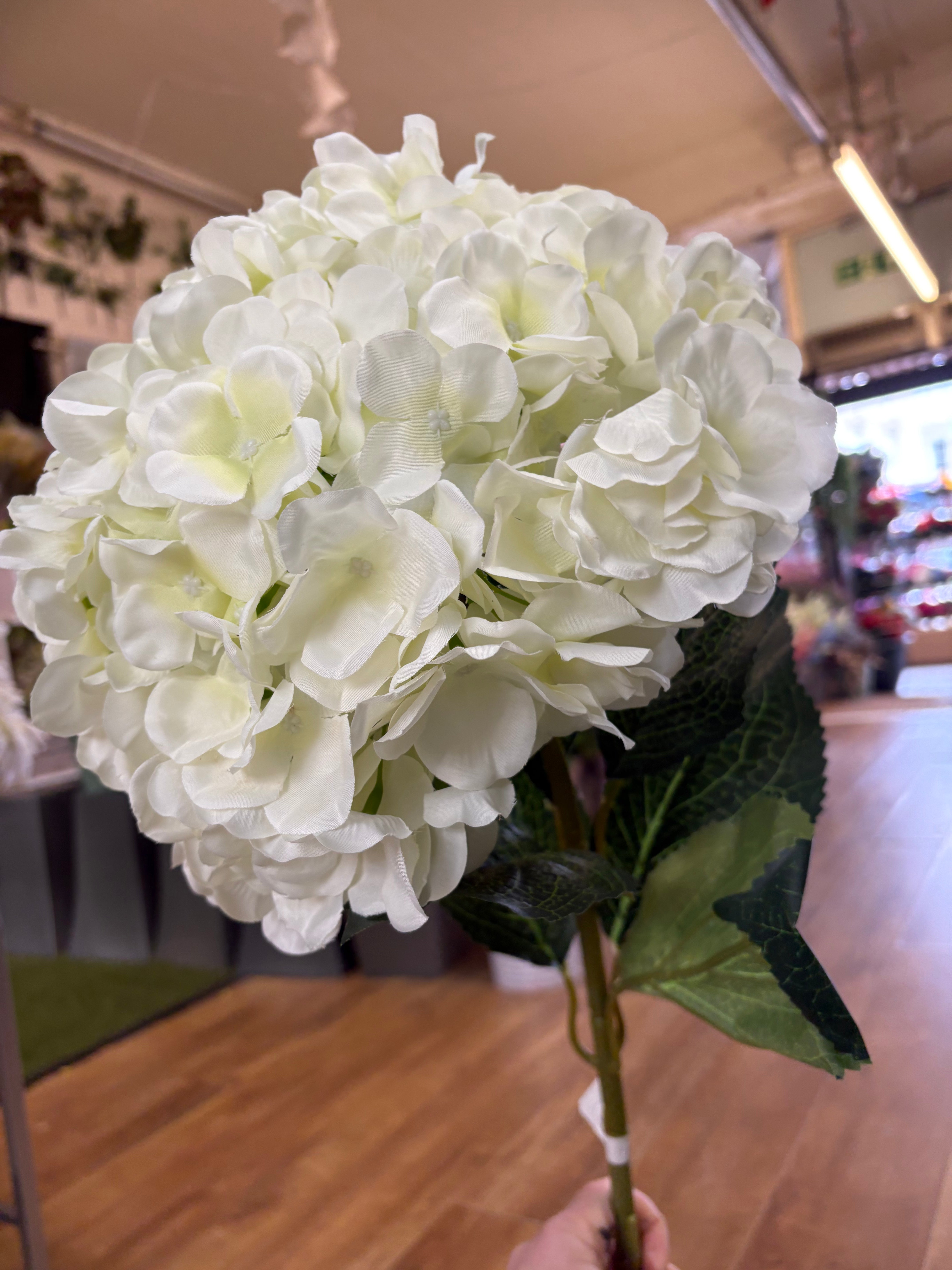 Giant head cream premium hydrangea