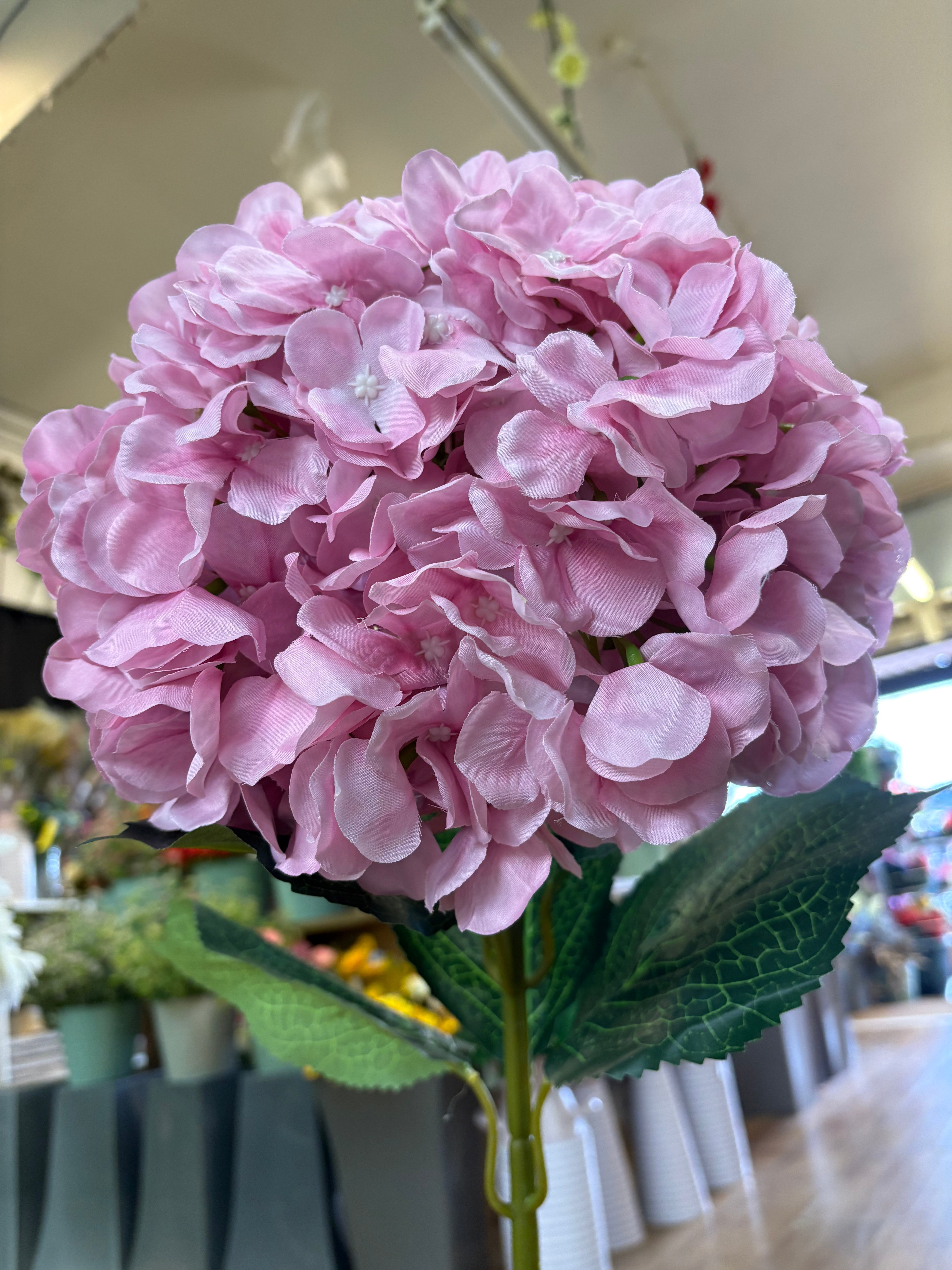 Giant head pale pink premium hydrangea