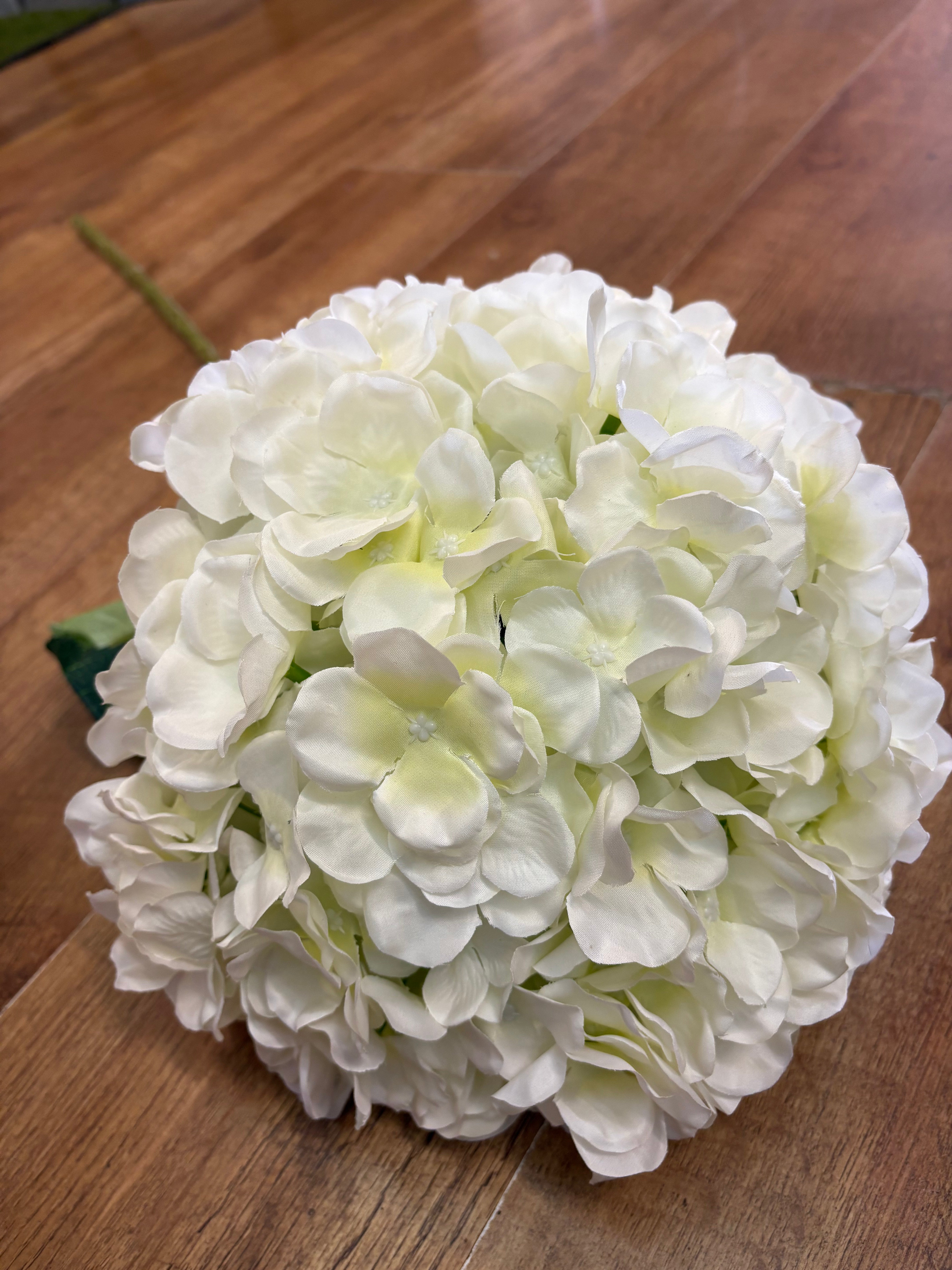 Giant head cream premium hydrangea