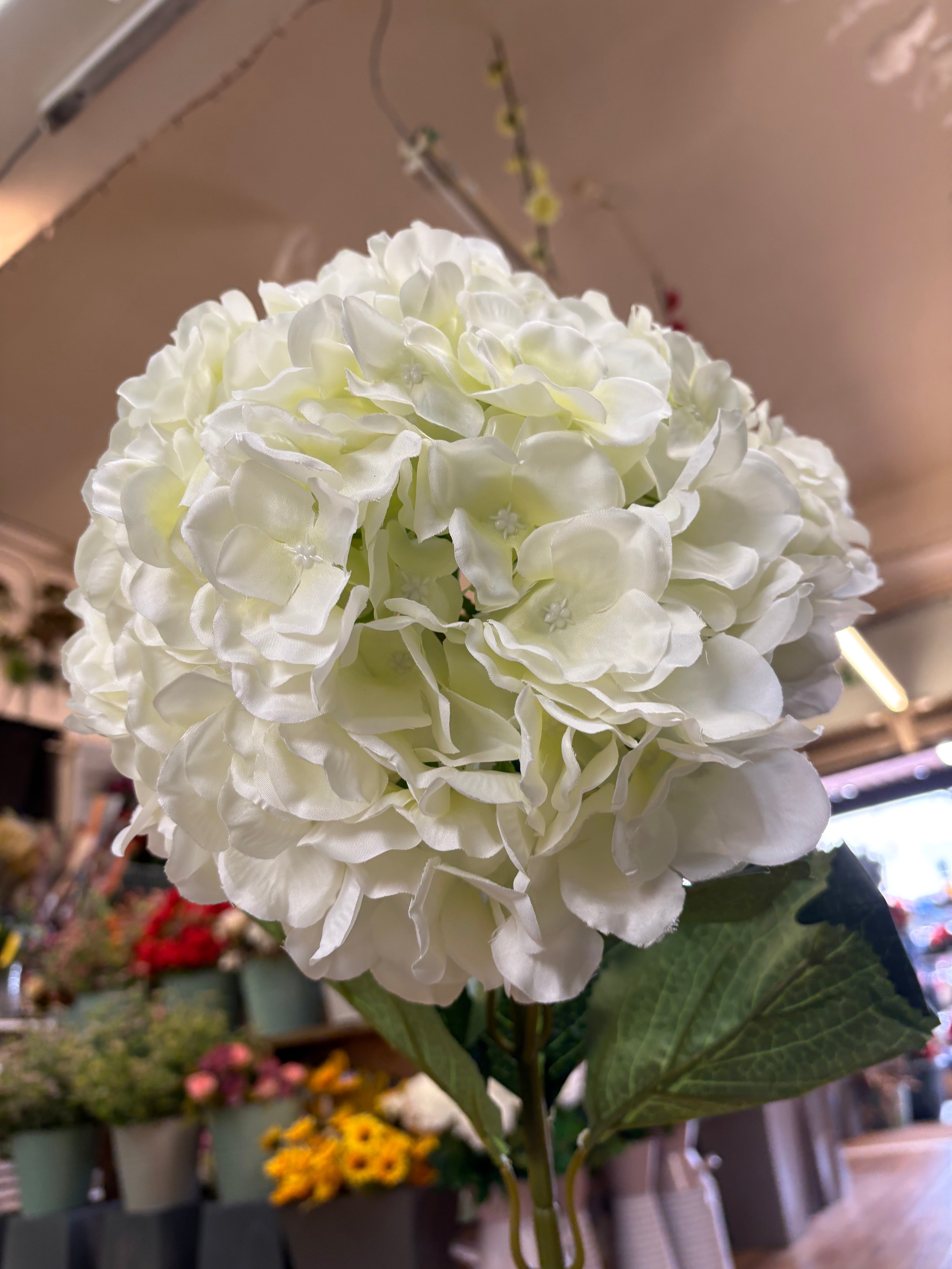 Giant head cream premium hydrangea