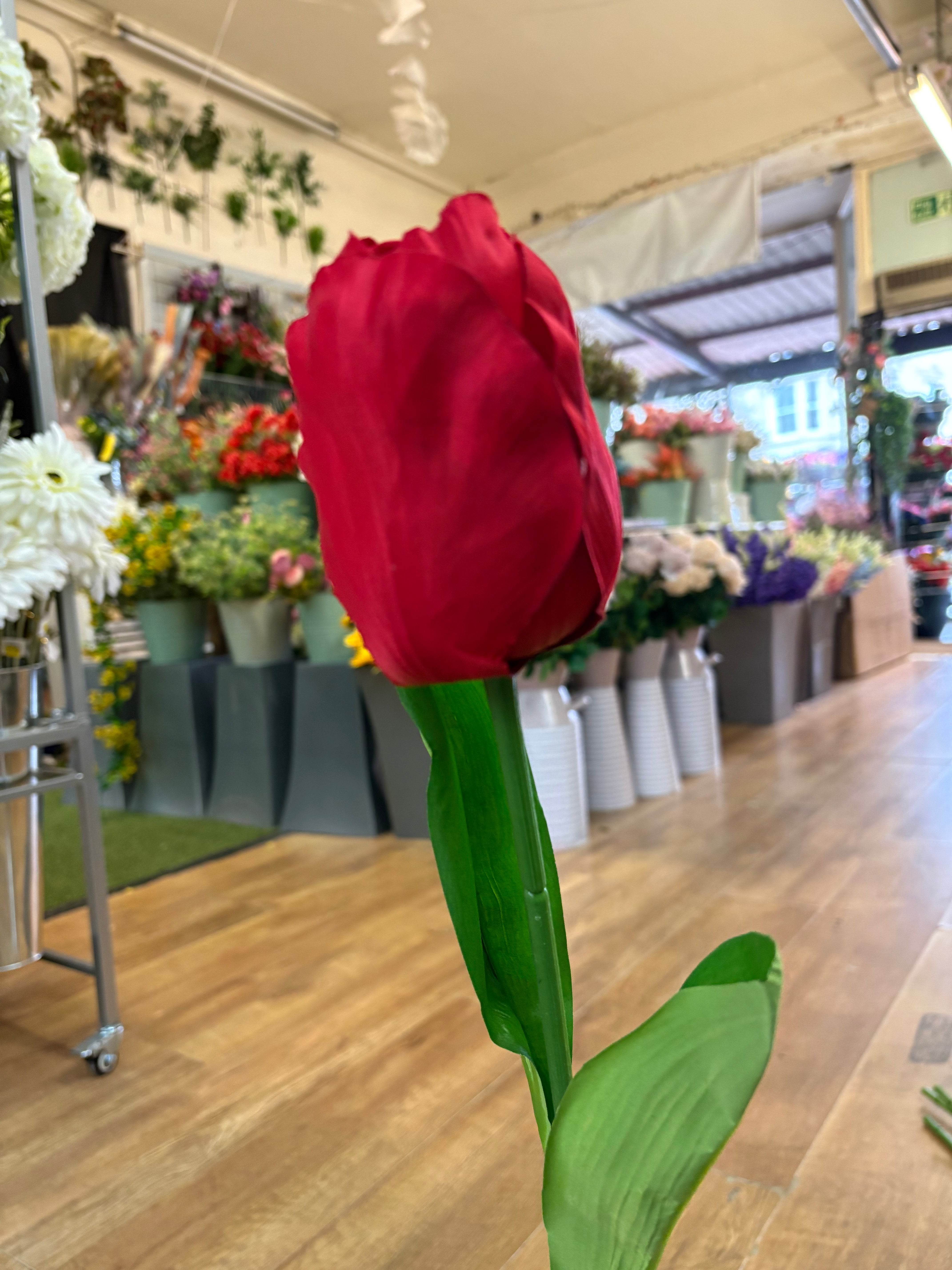 75cm Long stem single large tulip - 6 colours available