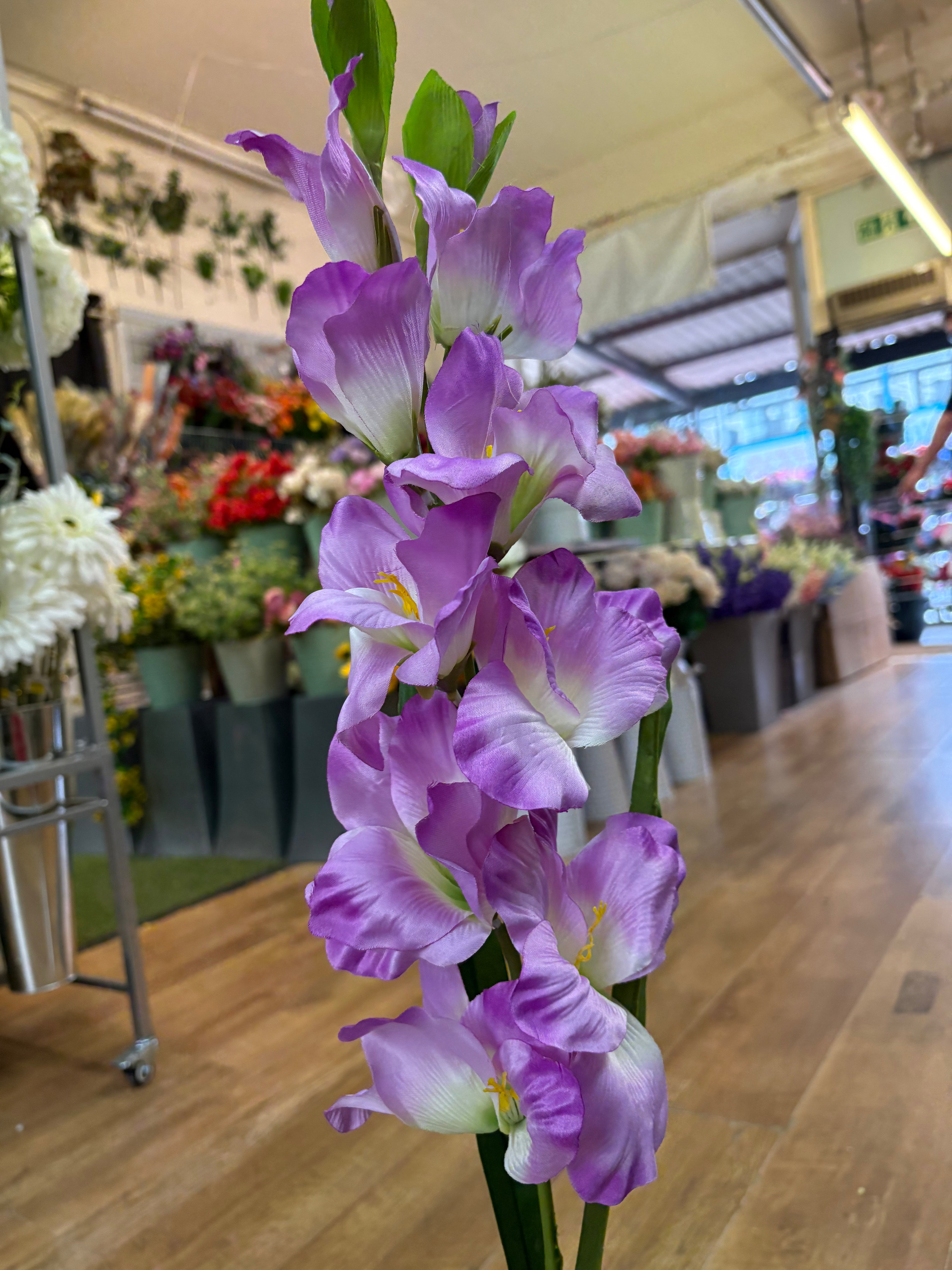 83cm Long stem lilac gladioli