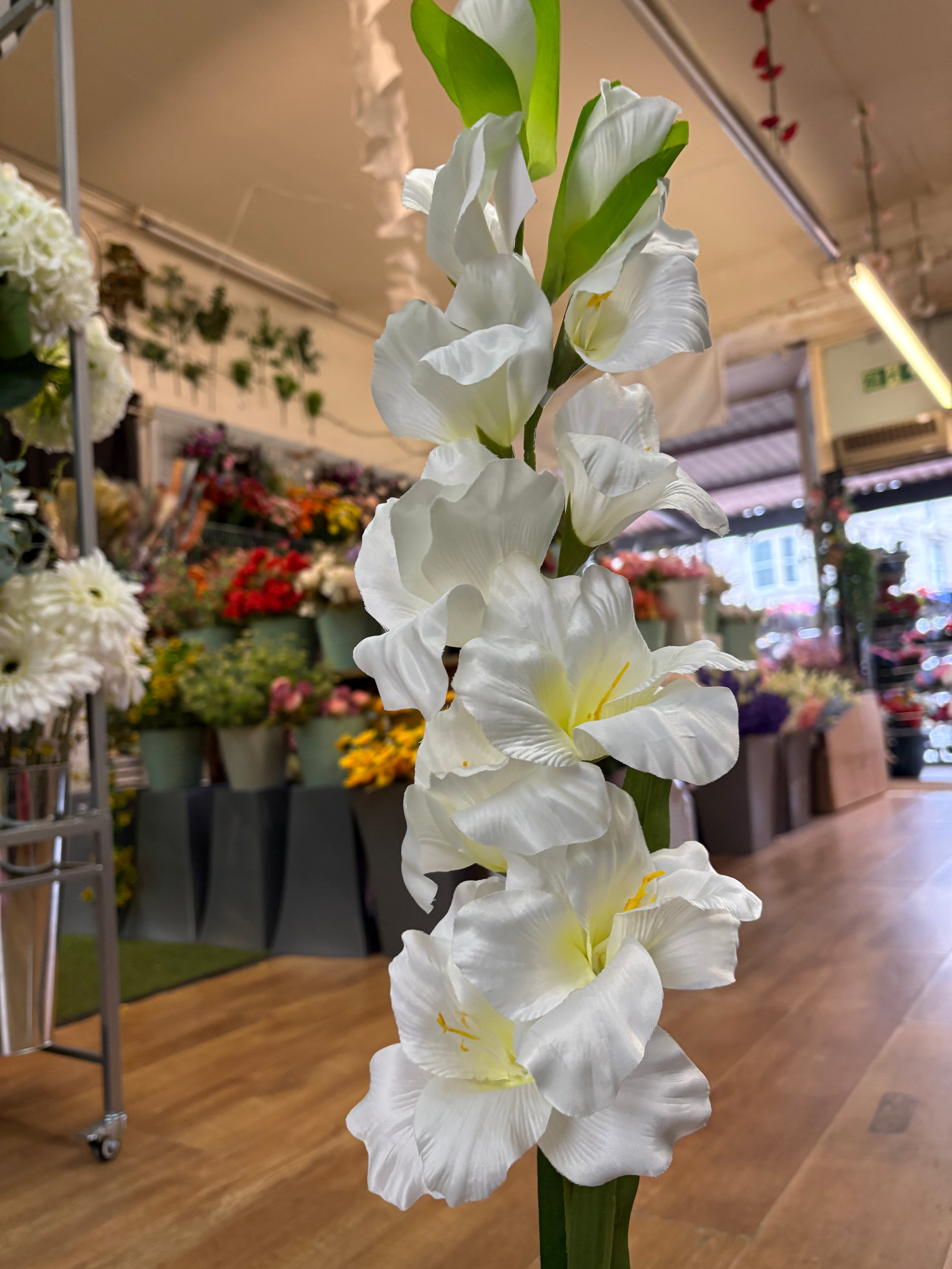 83cm Long stem ivory gladioli