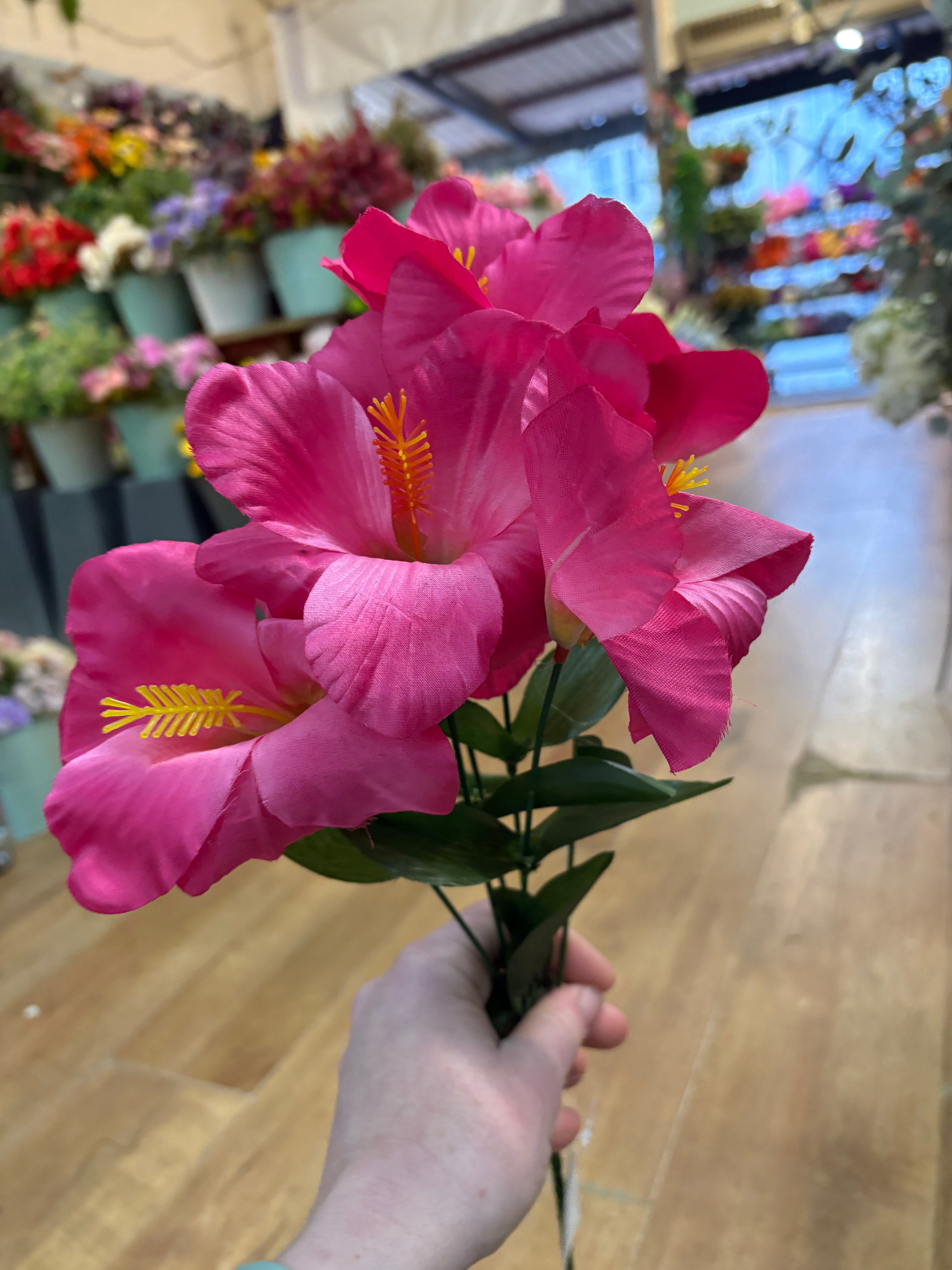 Hibiscus bush - 4 colours available