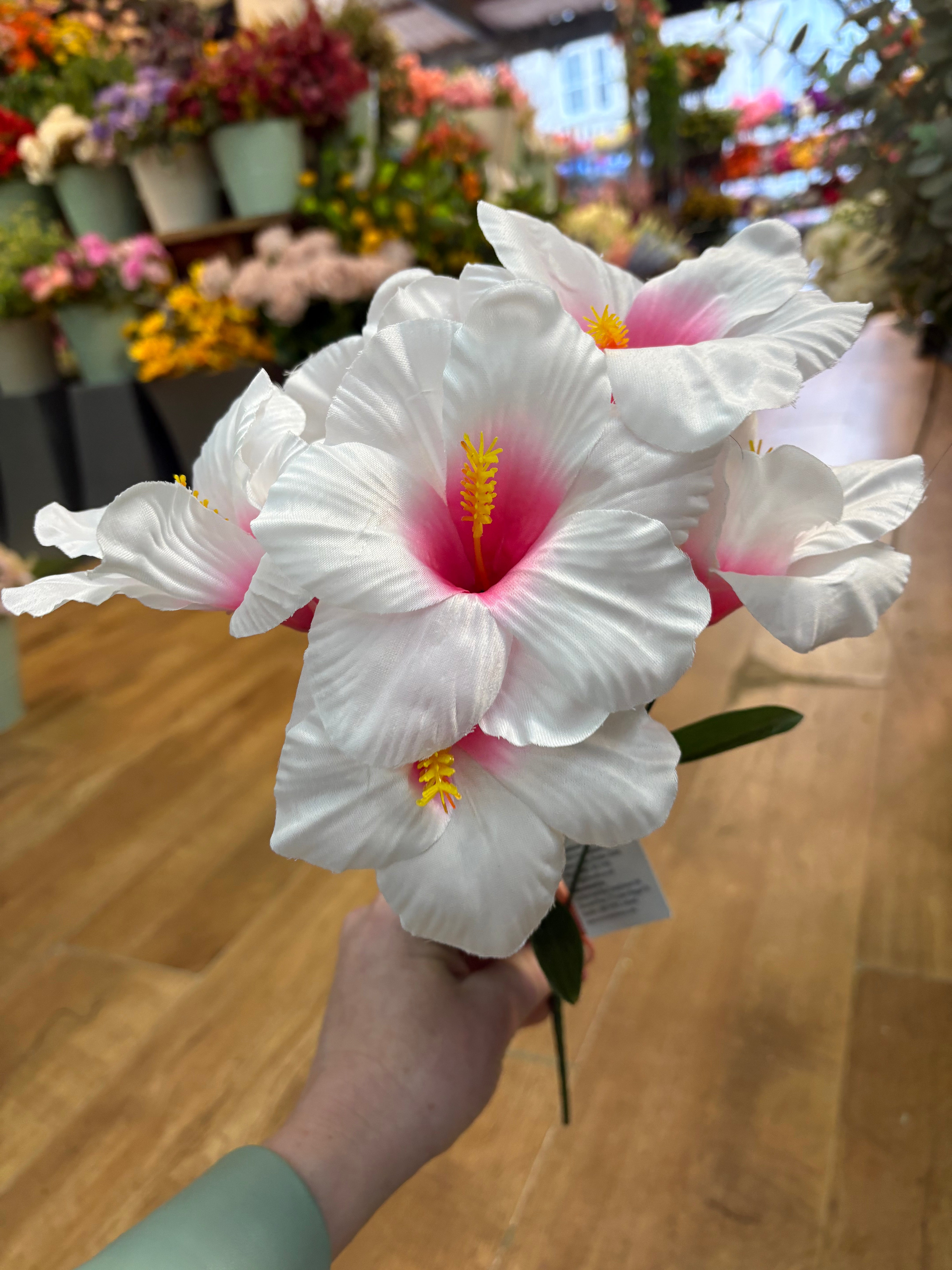 Hibiscus bush - 4 colours available