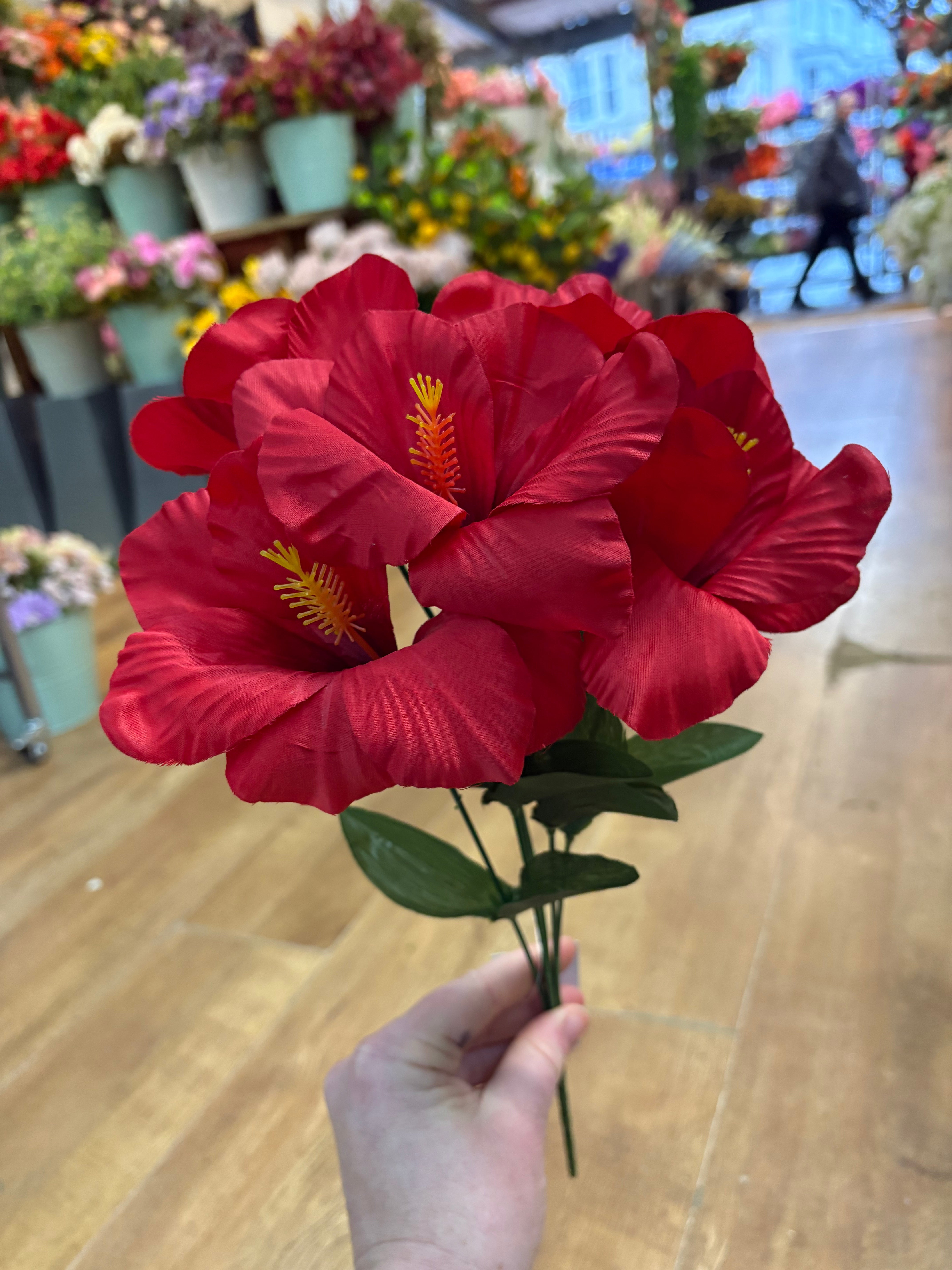 Hibiscus bush - 4 colours available