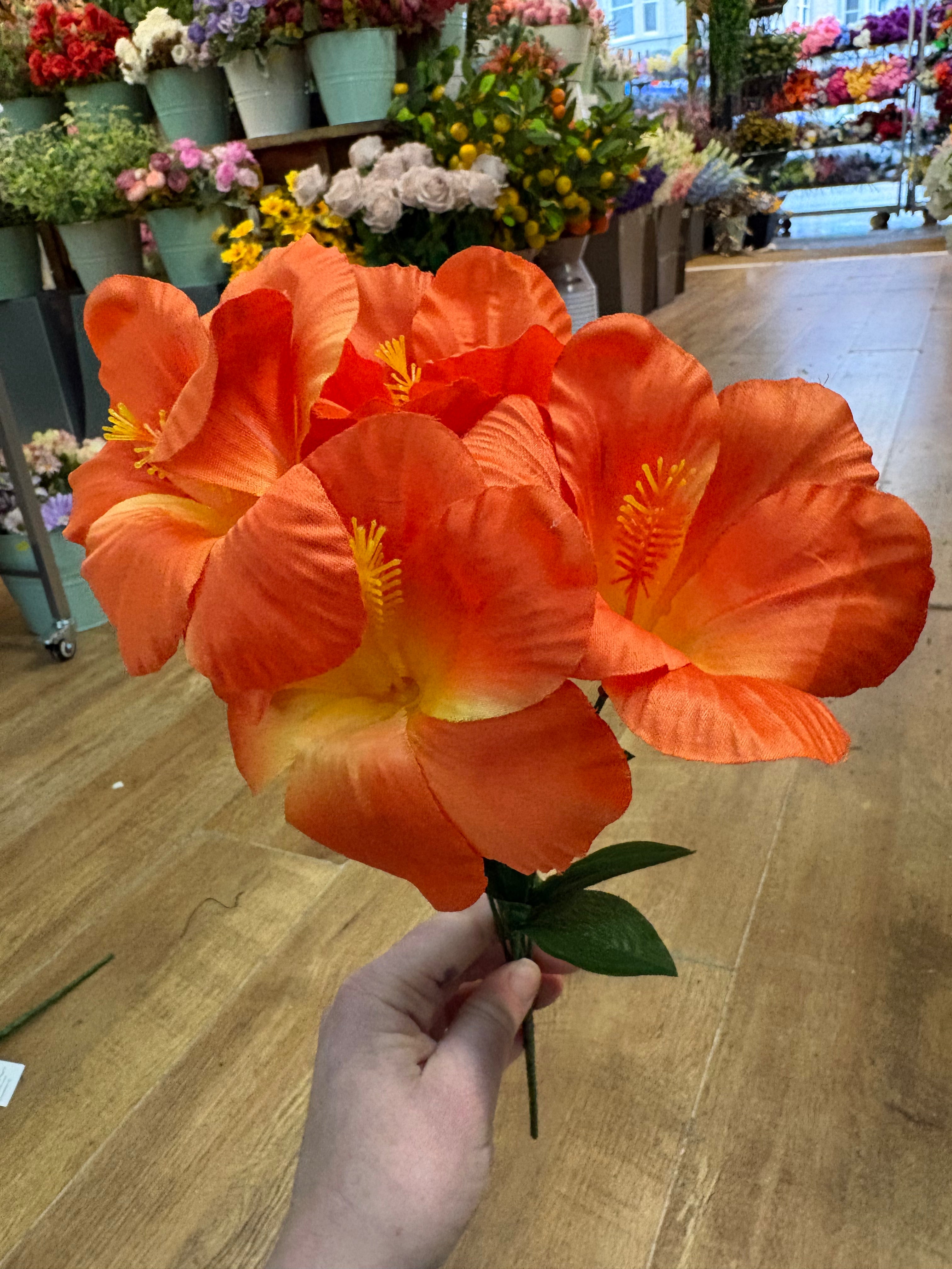Hibiscus bush - 4 colours available