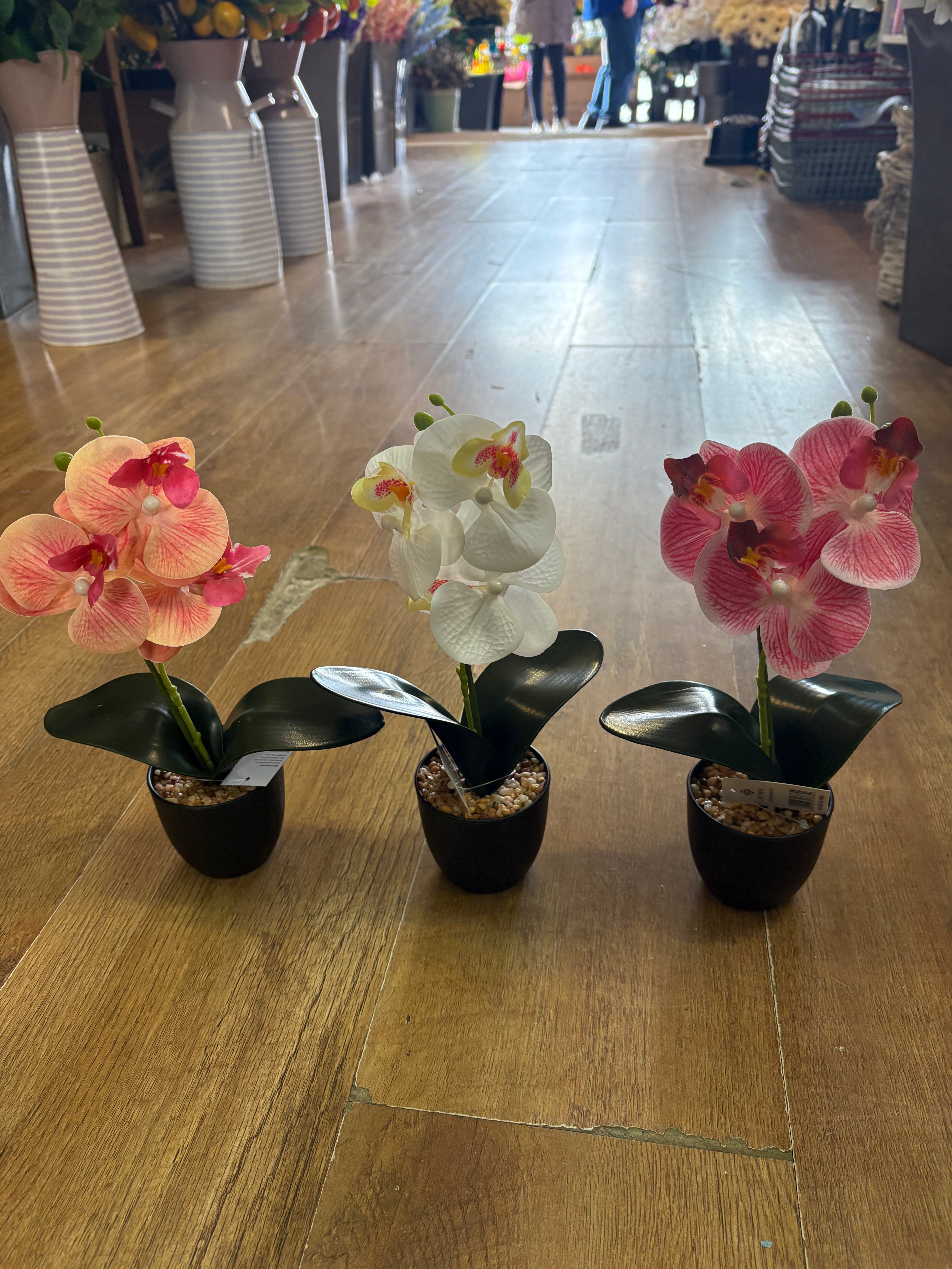 Small orchid in pot - 3 colours available