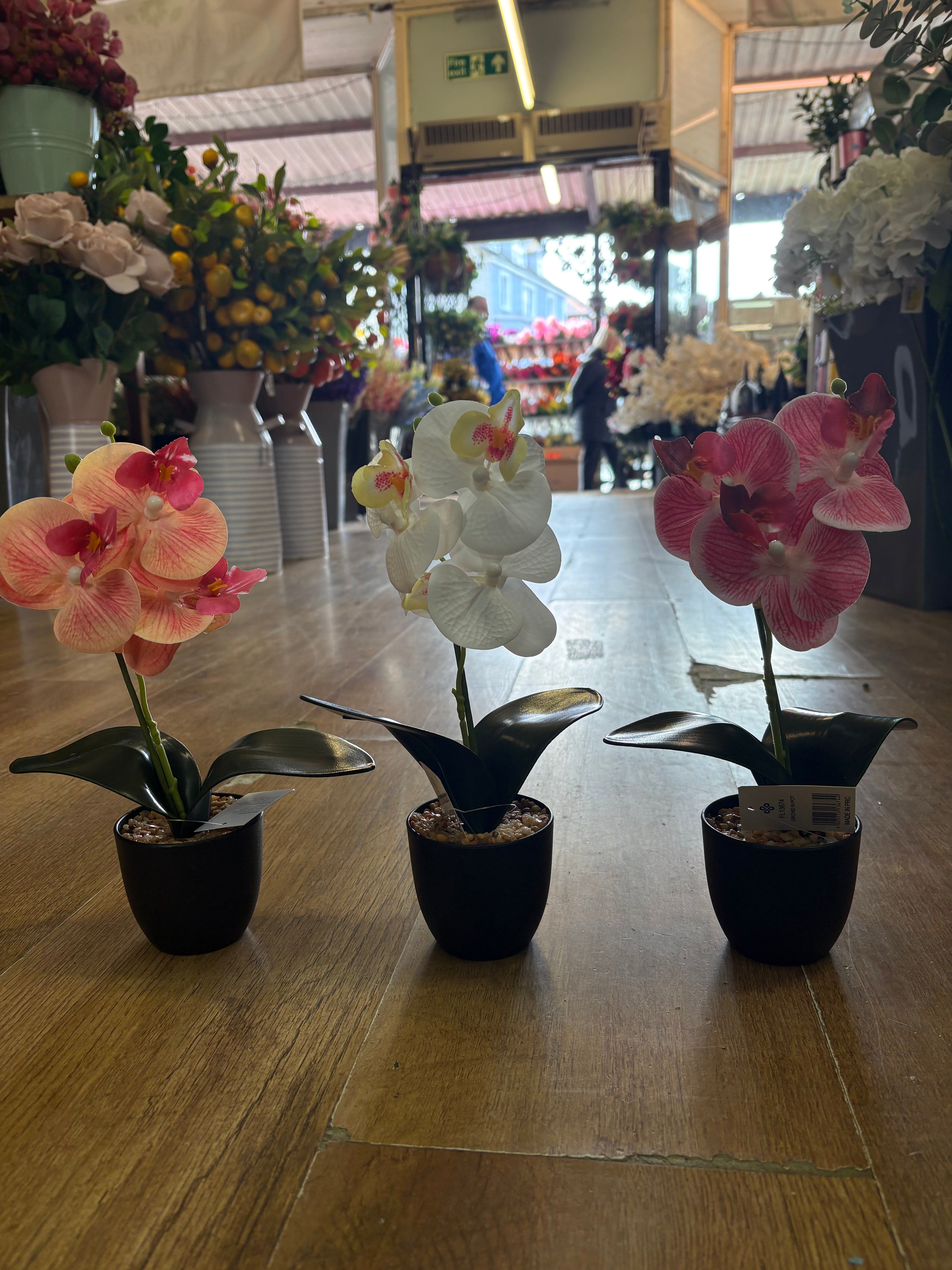 Small orchid in pot - 3 colours available