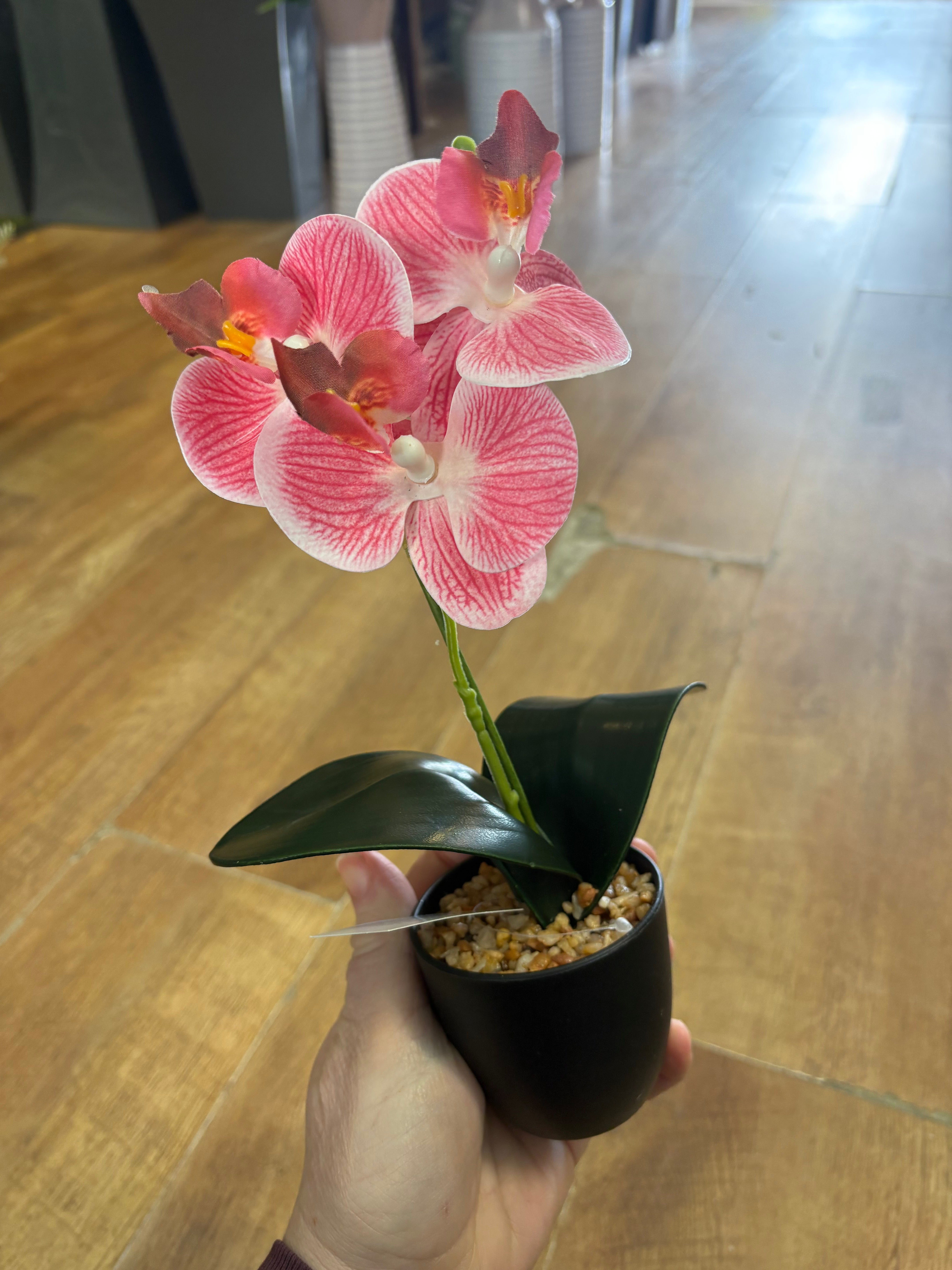 Small orchid in pot - 3 colours available