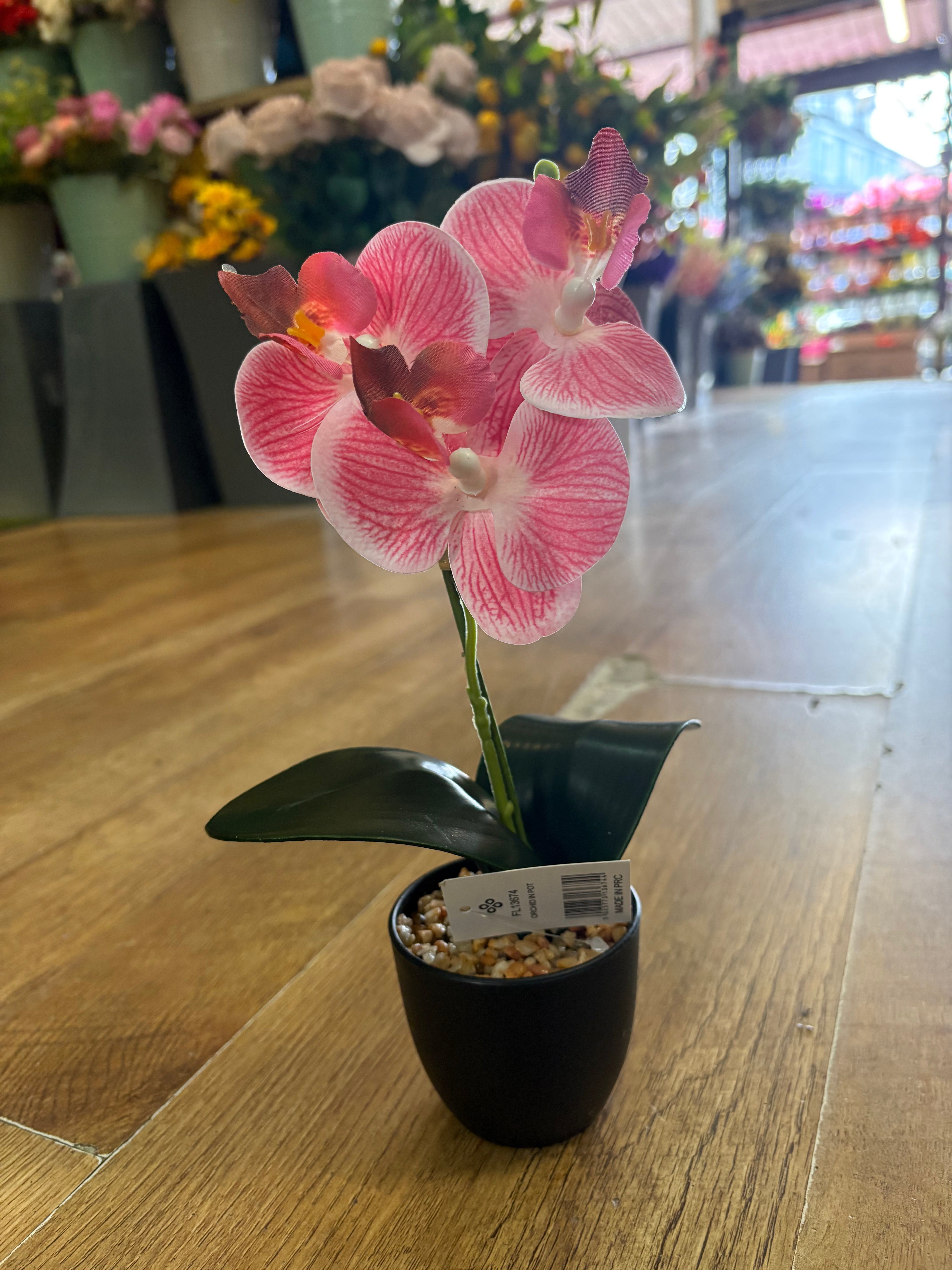 Small orchid in pot - 3 colours available