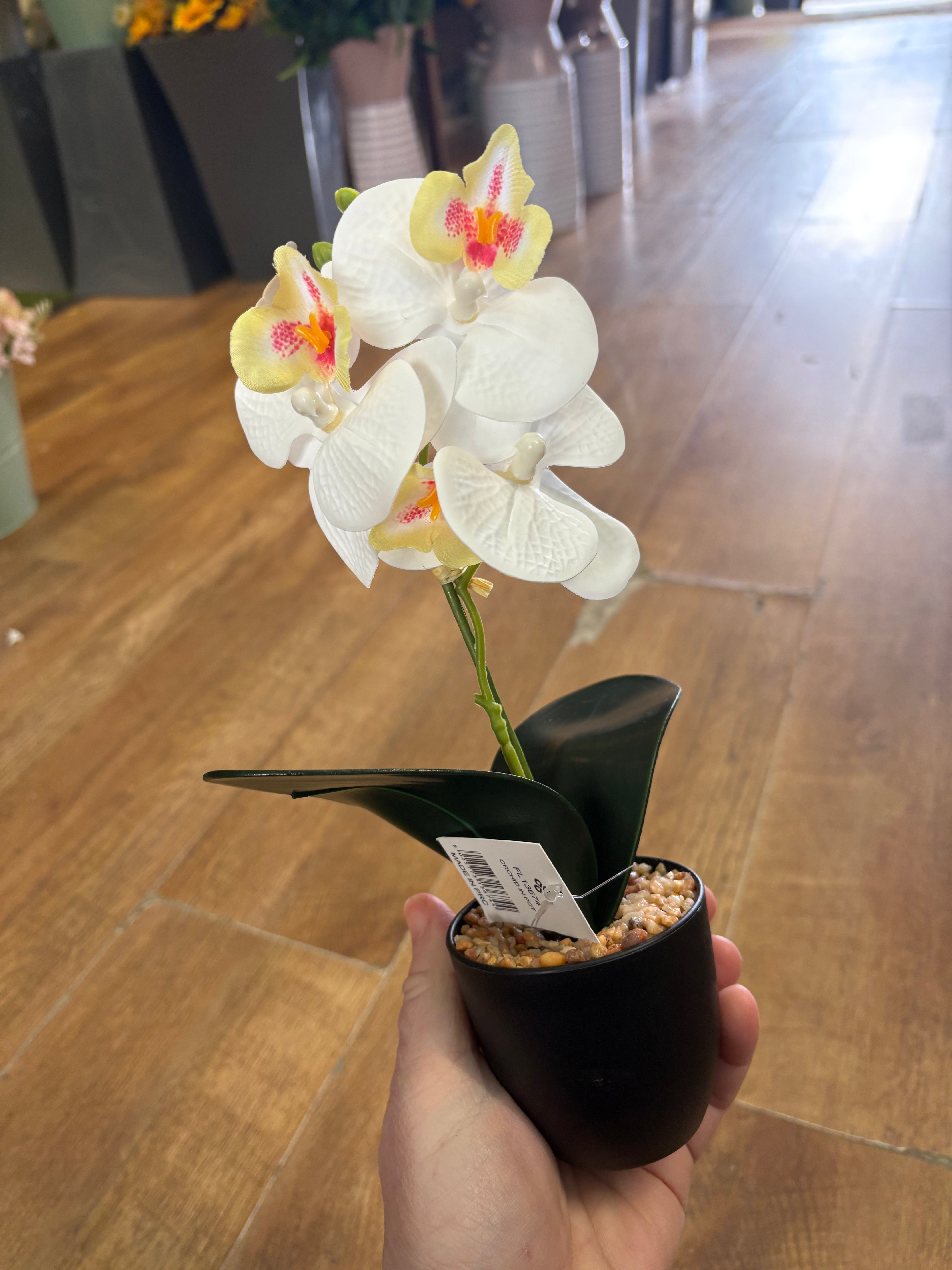 Small orchid in pot - 3 colours available