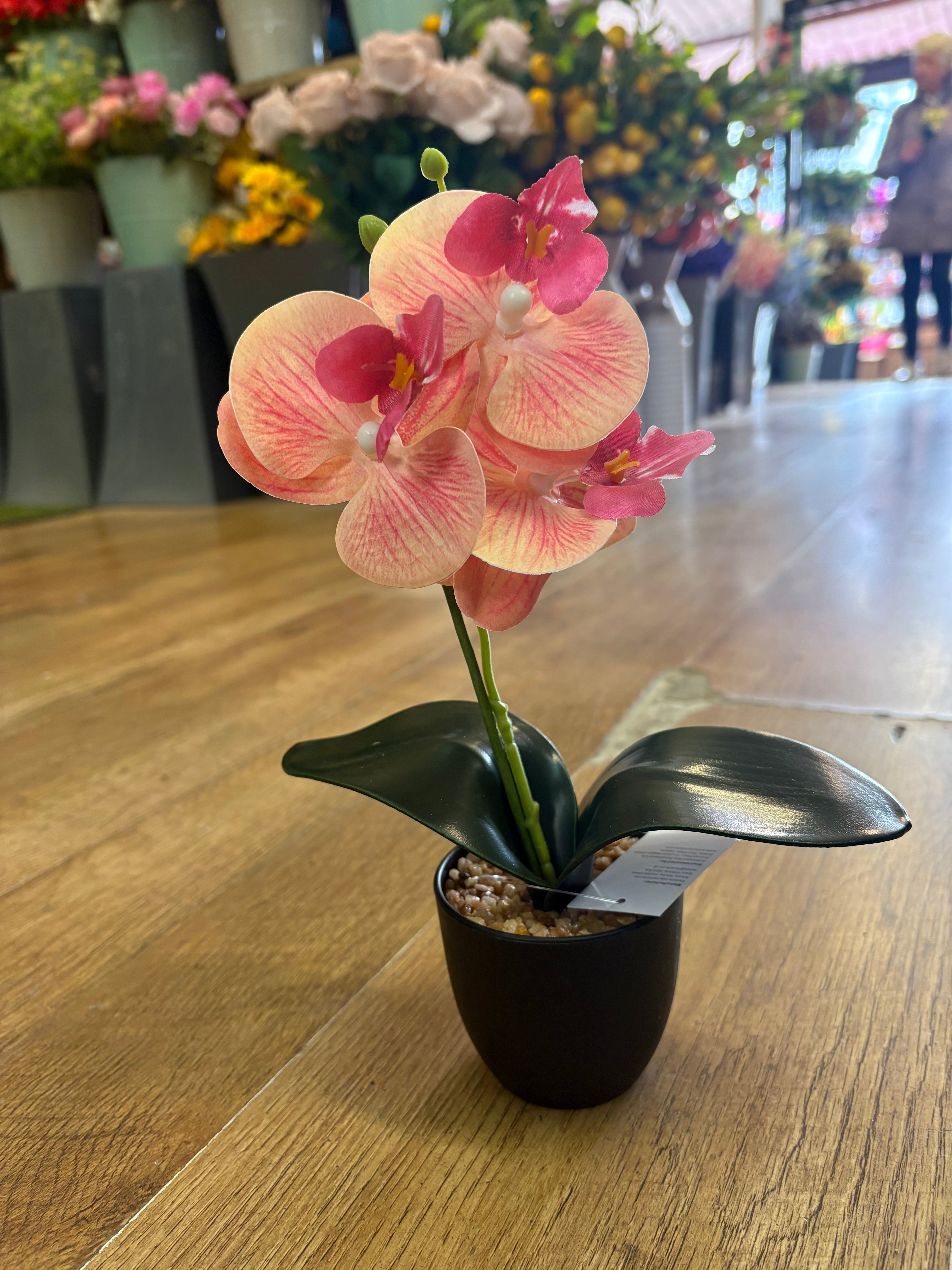 Small orchid in pot - 3 colours available