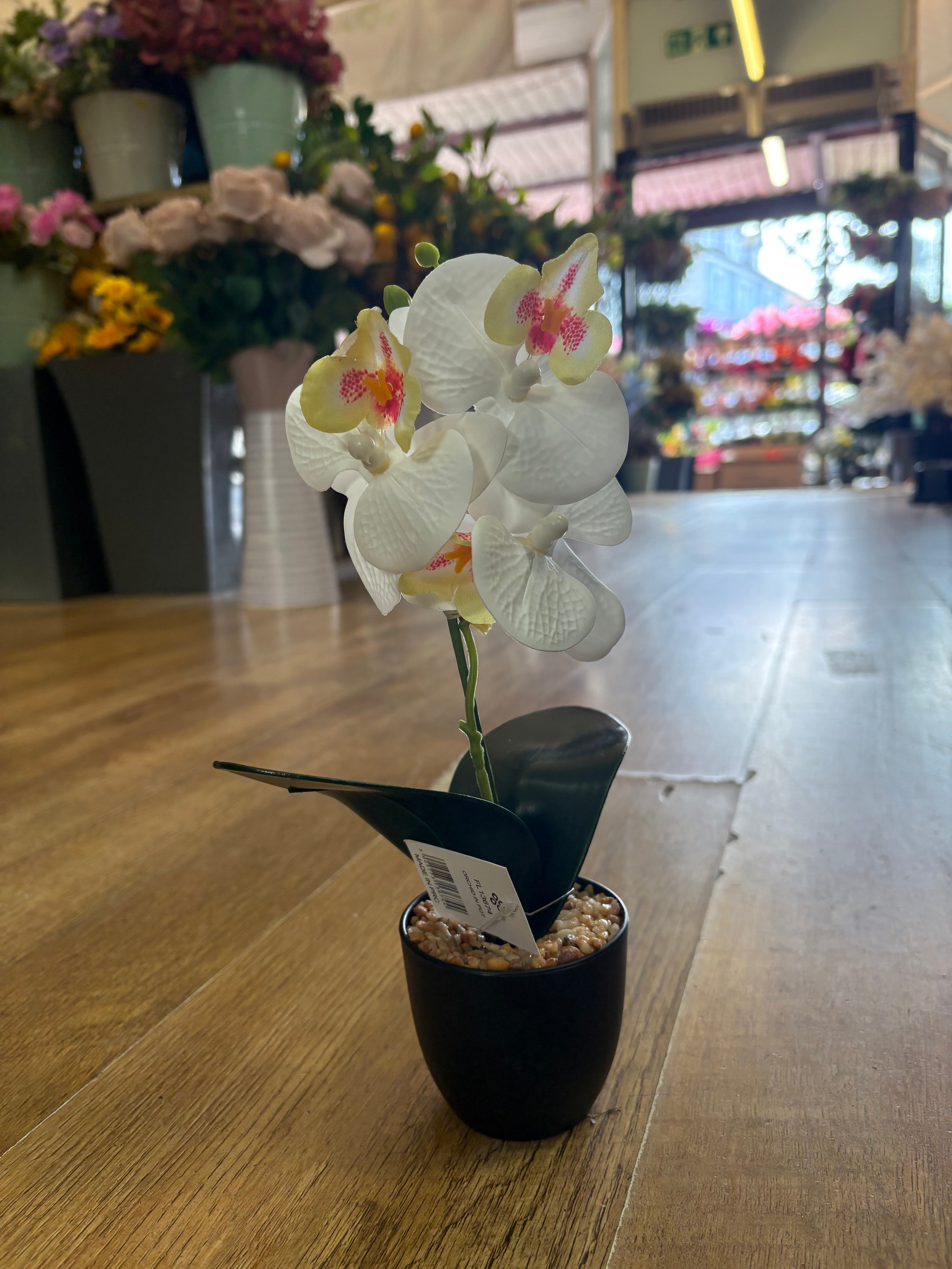 Small orchid in pot - 3 colours available