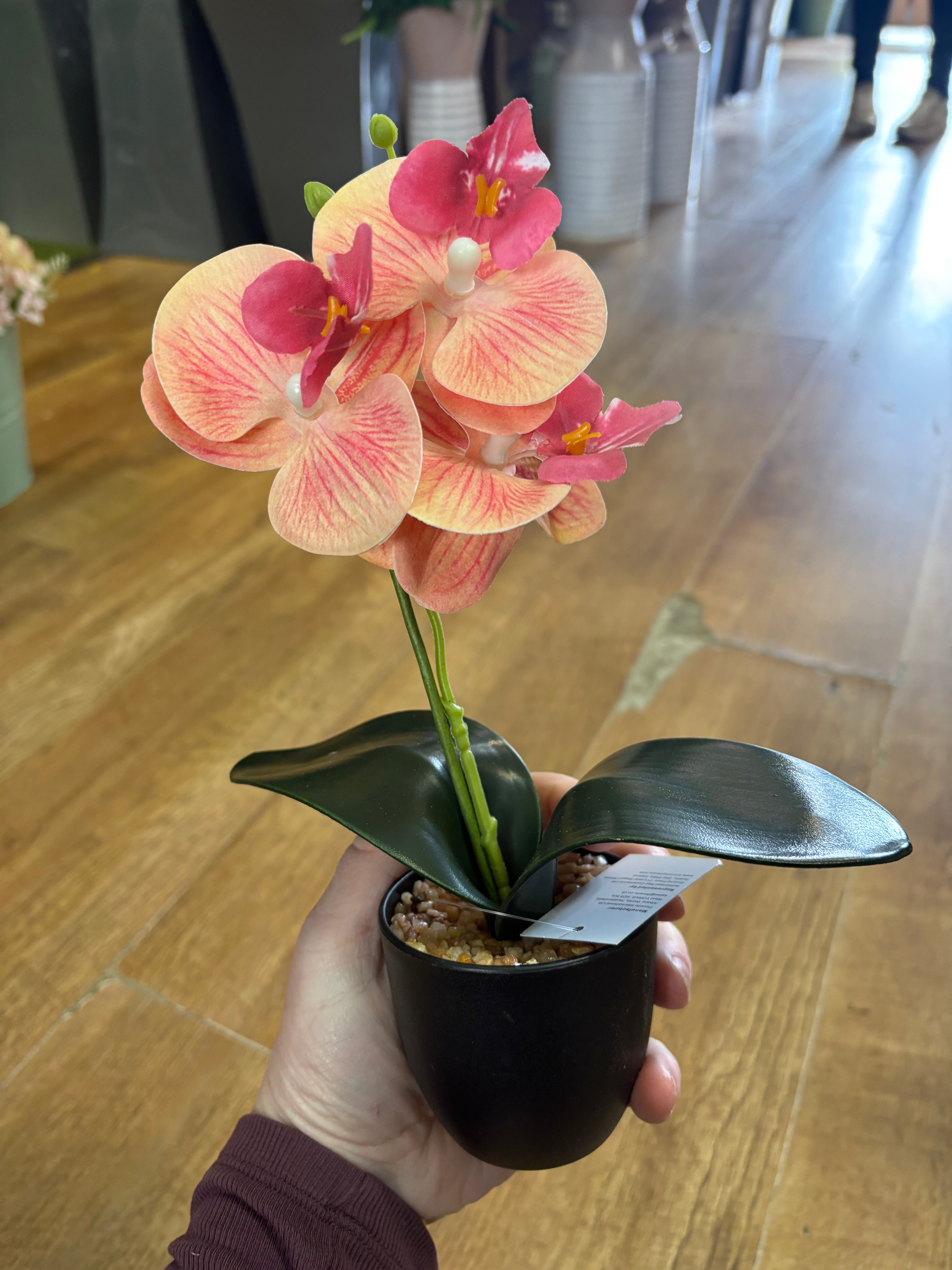 Small orchid in pot - 3 colours available