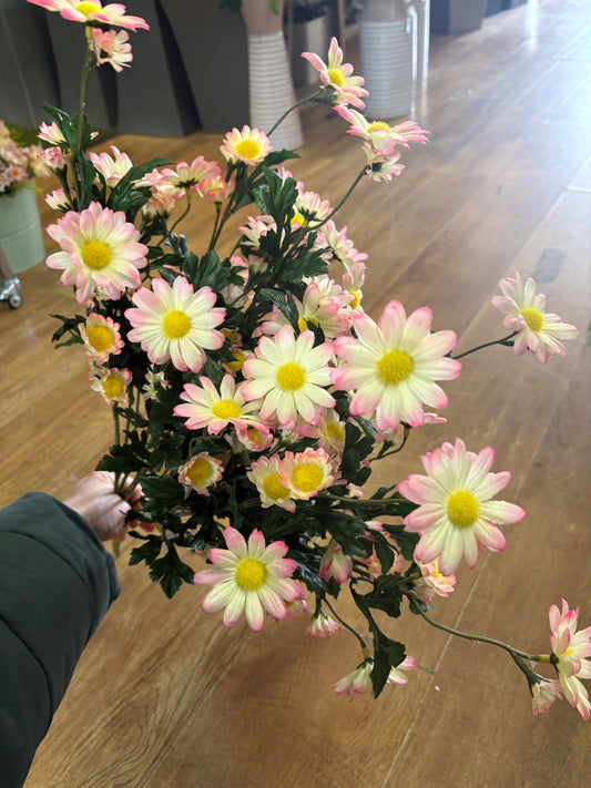 Large pink and cream mixed size daisy bunch