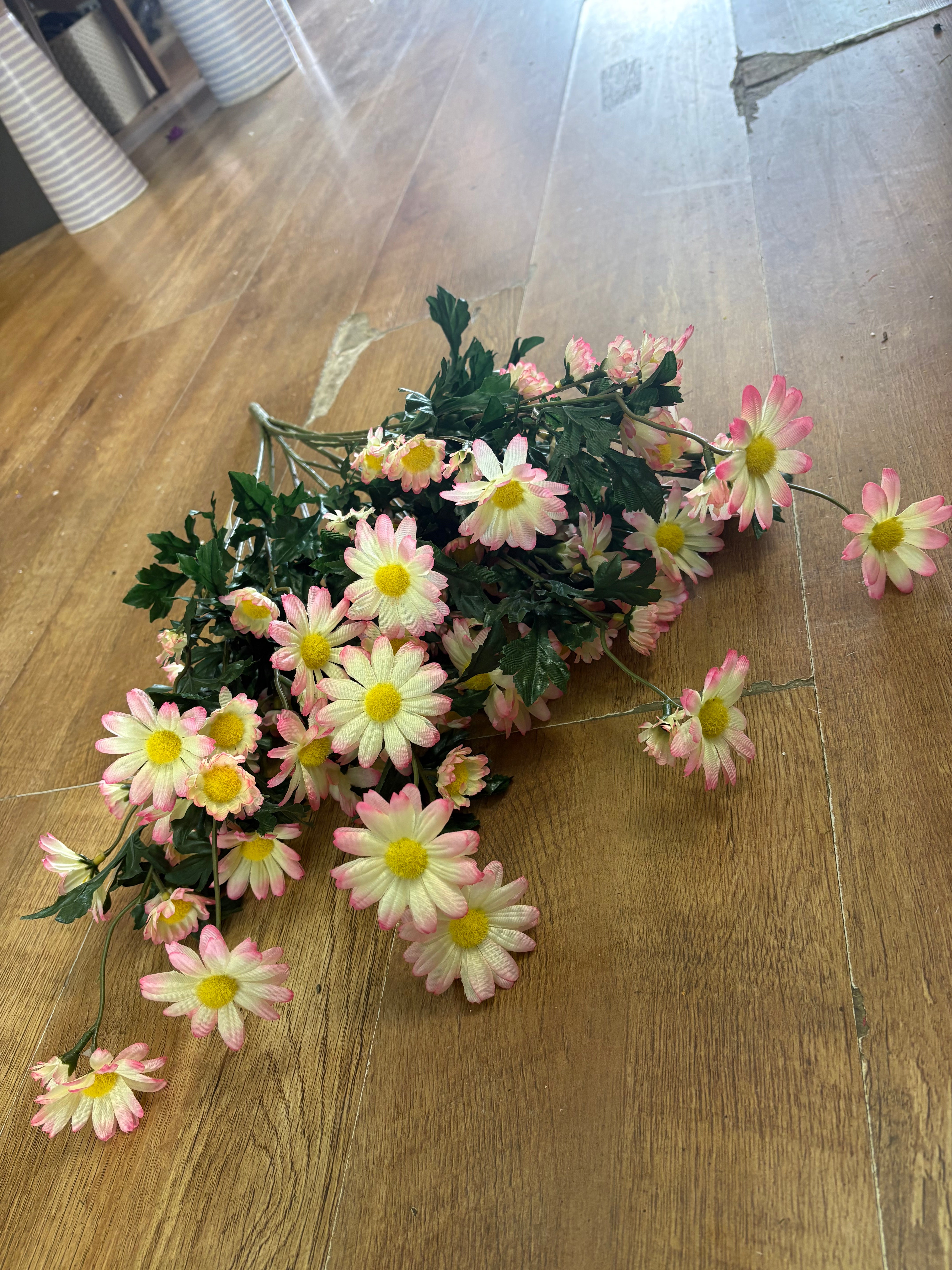 Large pink and cream mixed size daisy bunch