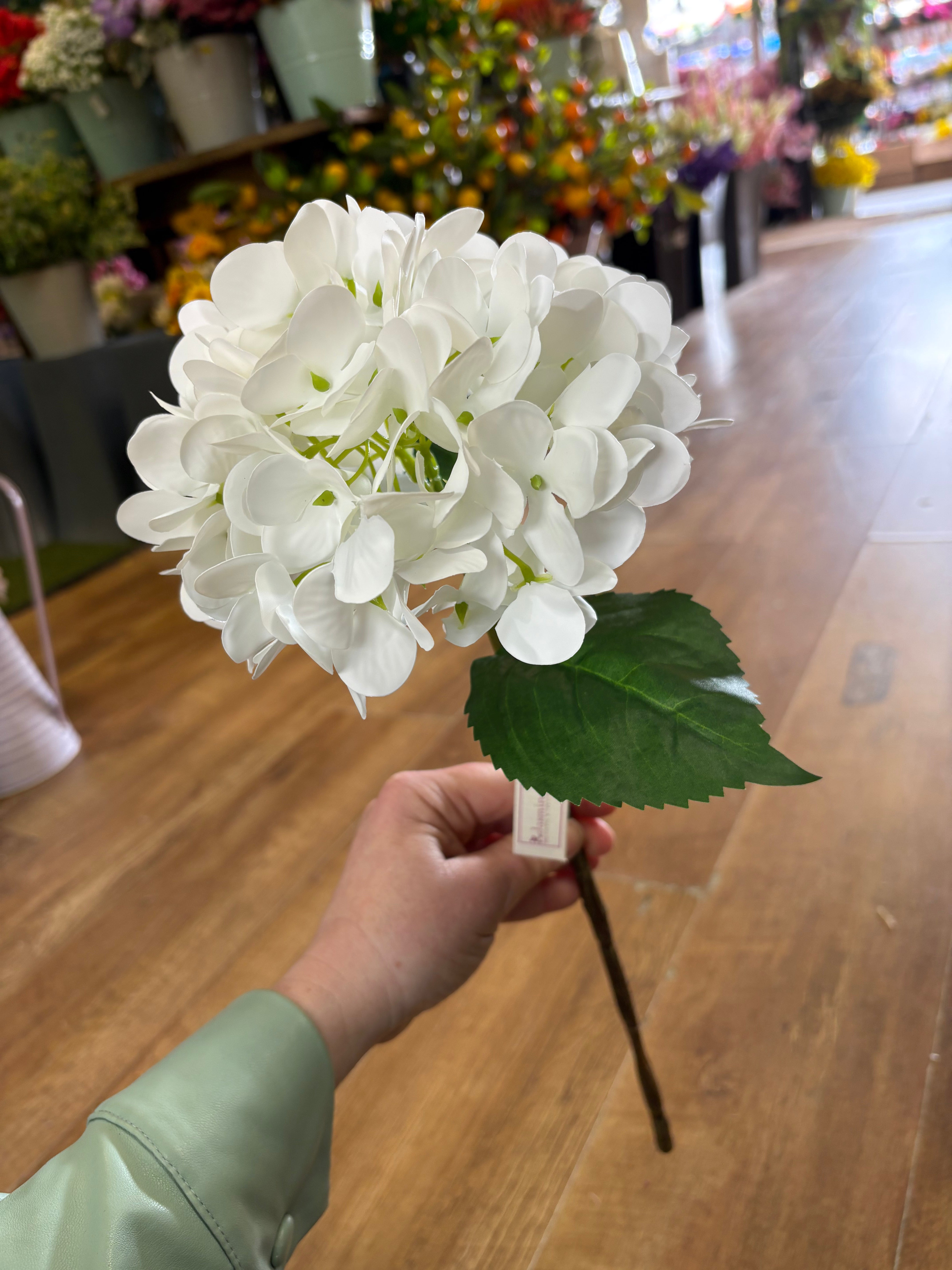 Medium length white single hydrangea