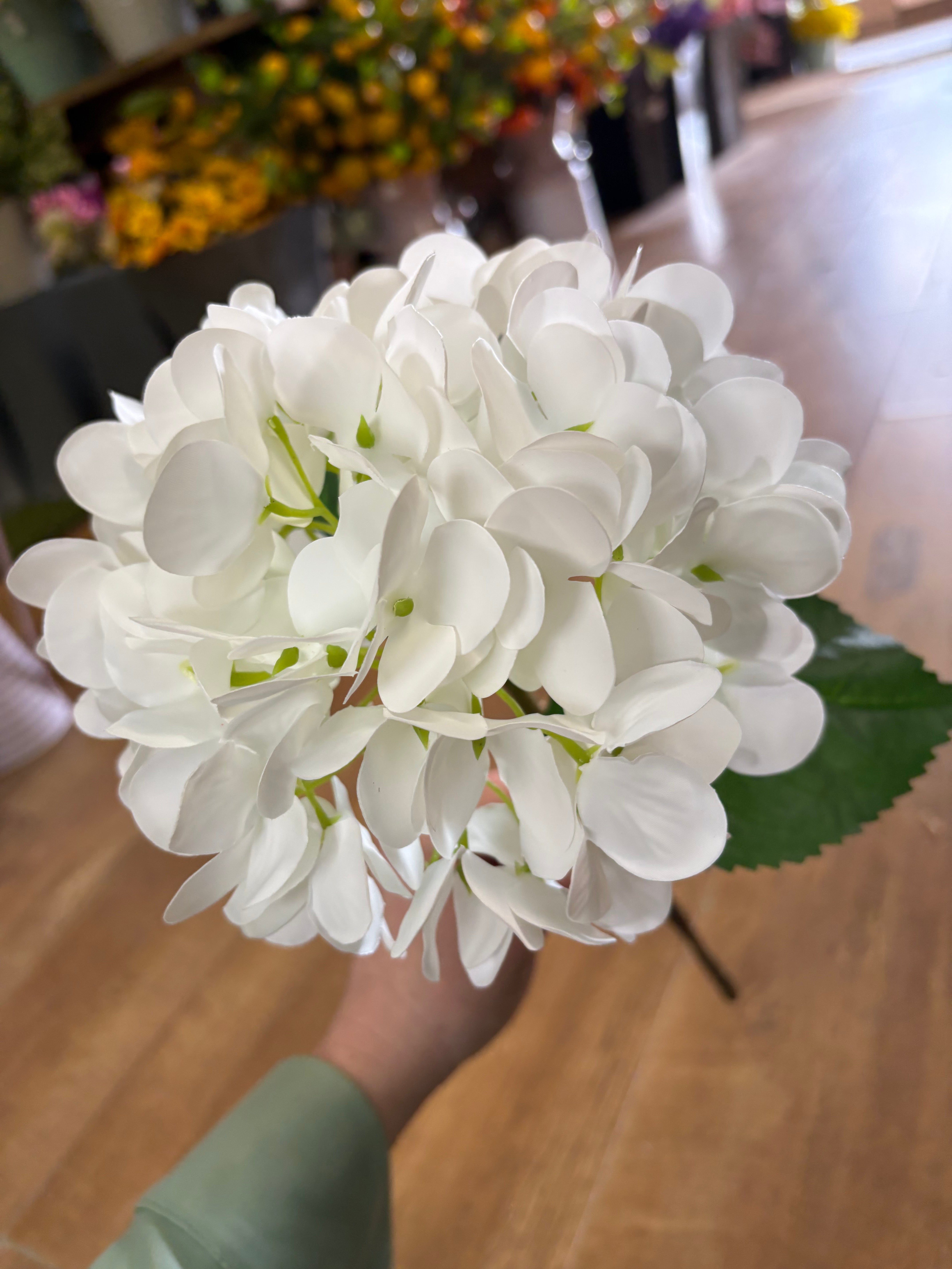 Medium length white single hydrangea