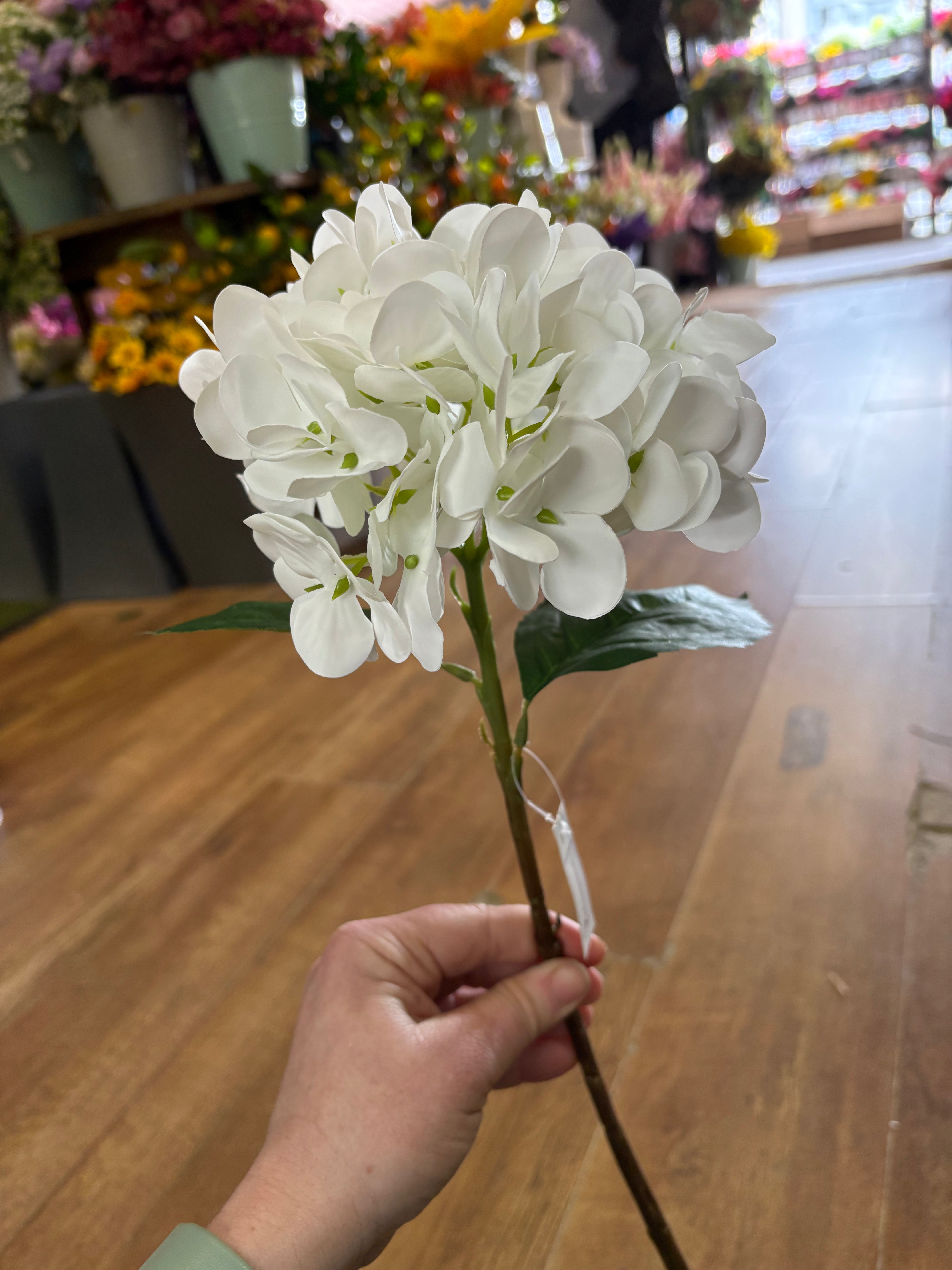 Medium length white single hydrangea