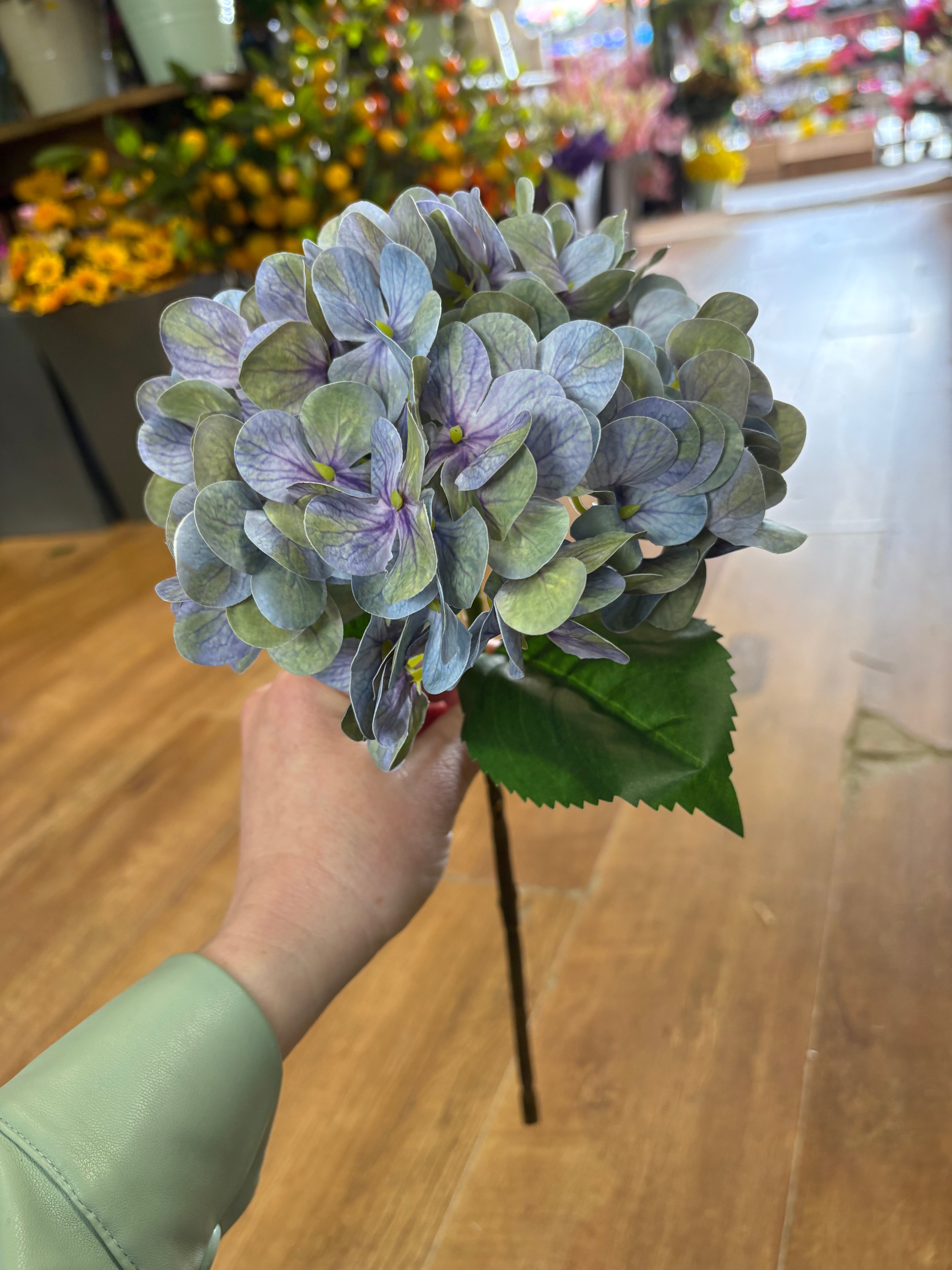 Medium length blue/green single hydrangea