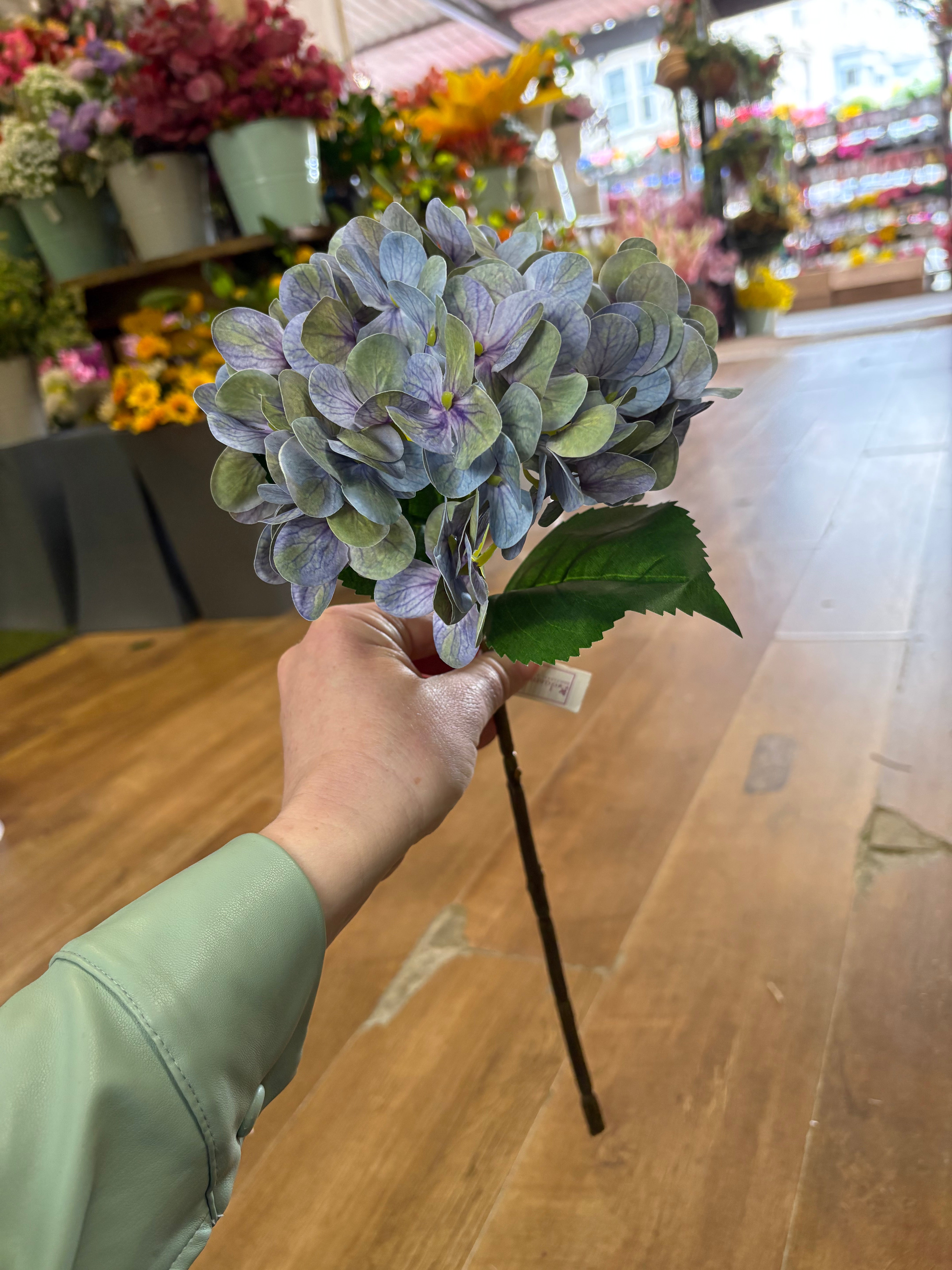 Medium length blue/green single hydrangea