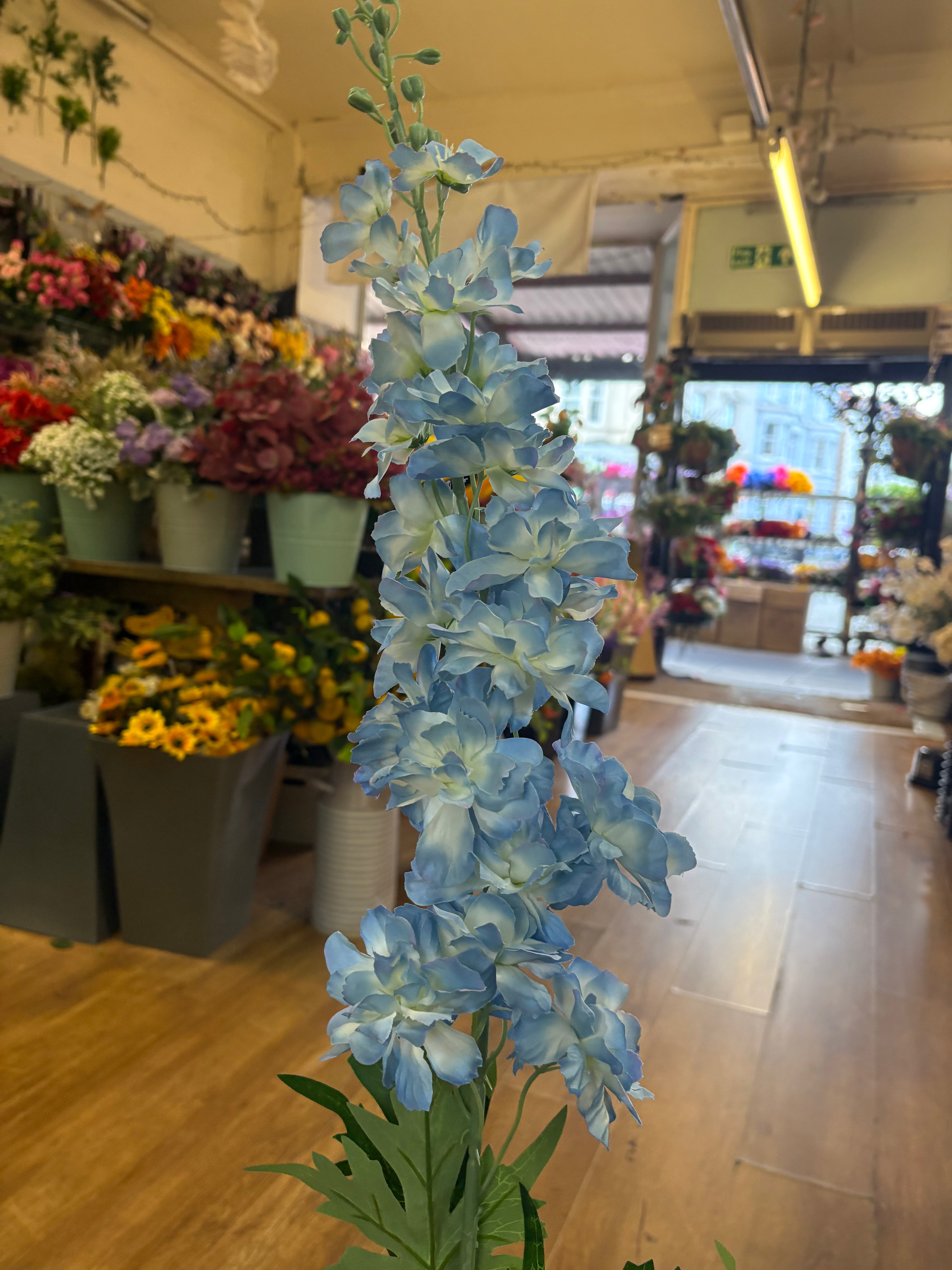 120cm tall pale blue delphinium