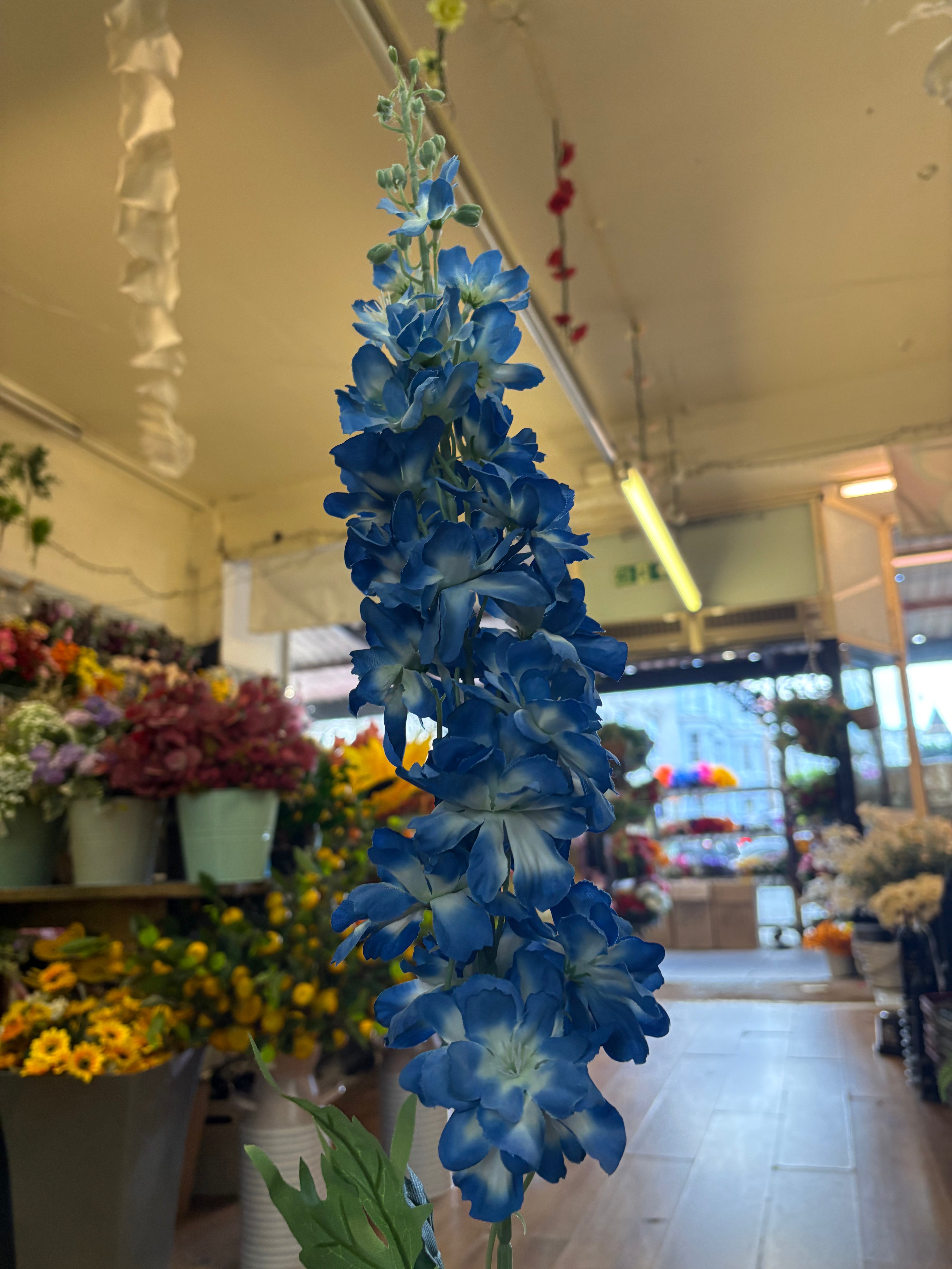 120cm tall blue delphinium
