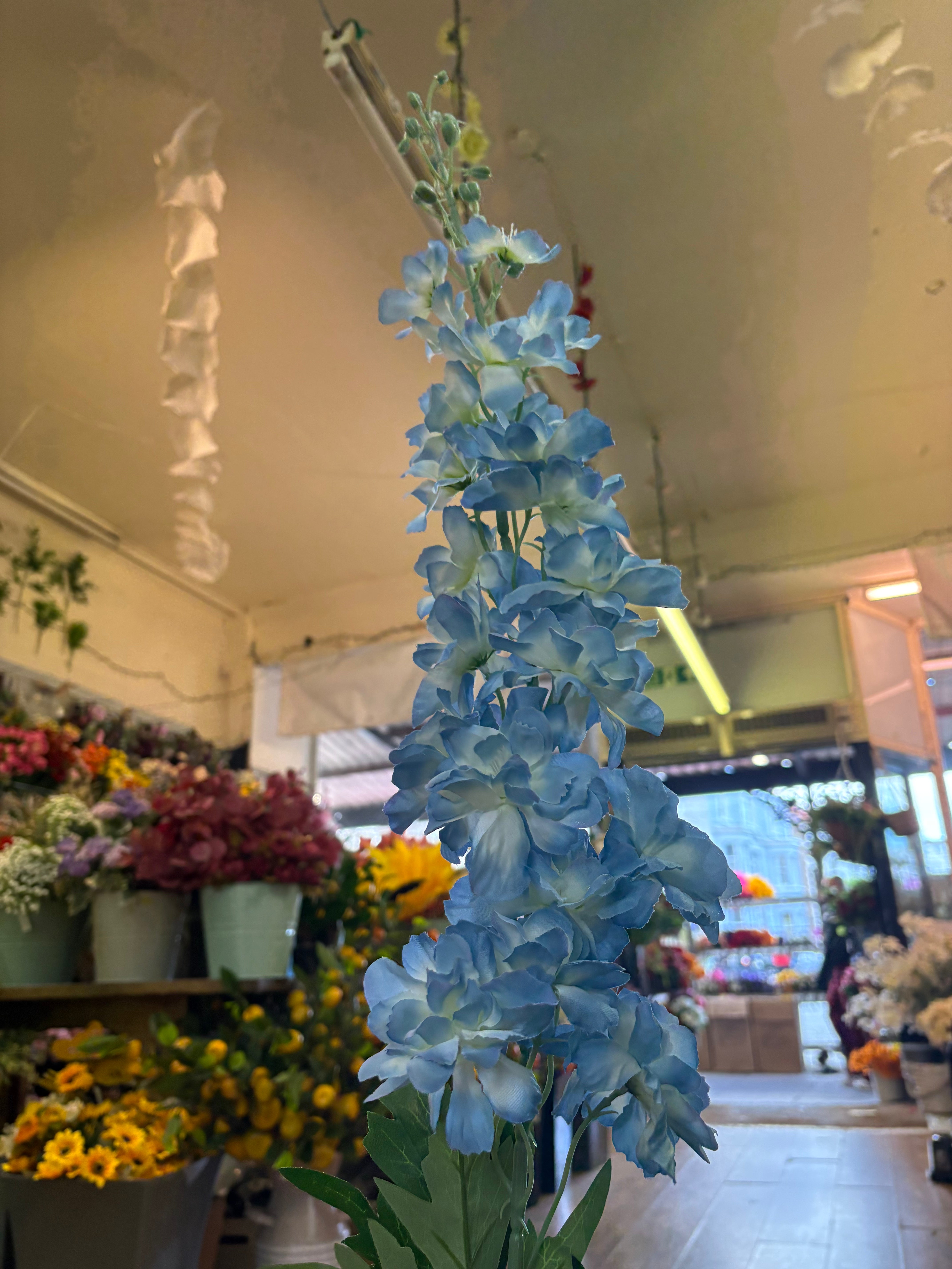 120cm tall pale blue delphinium