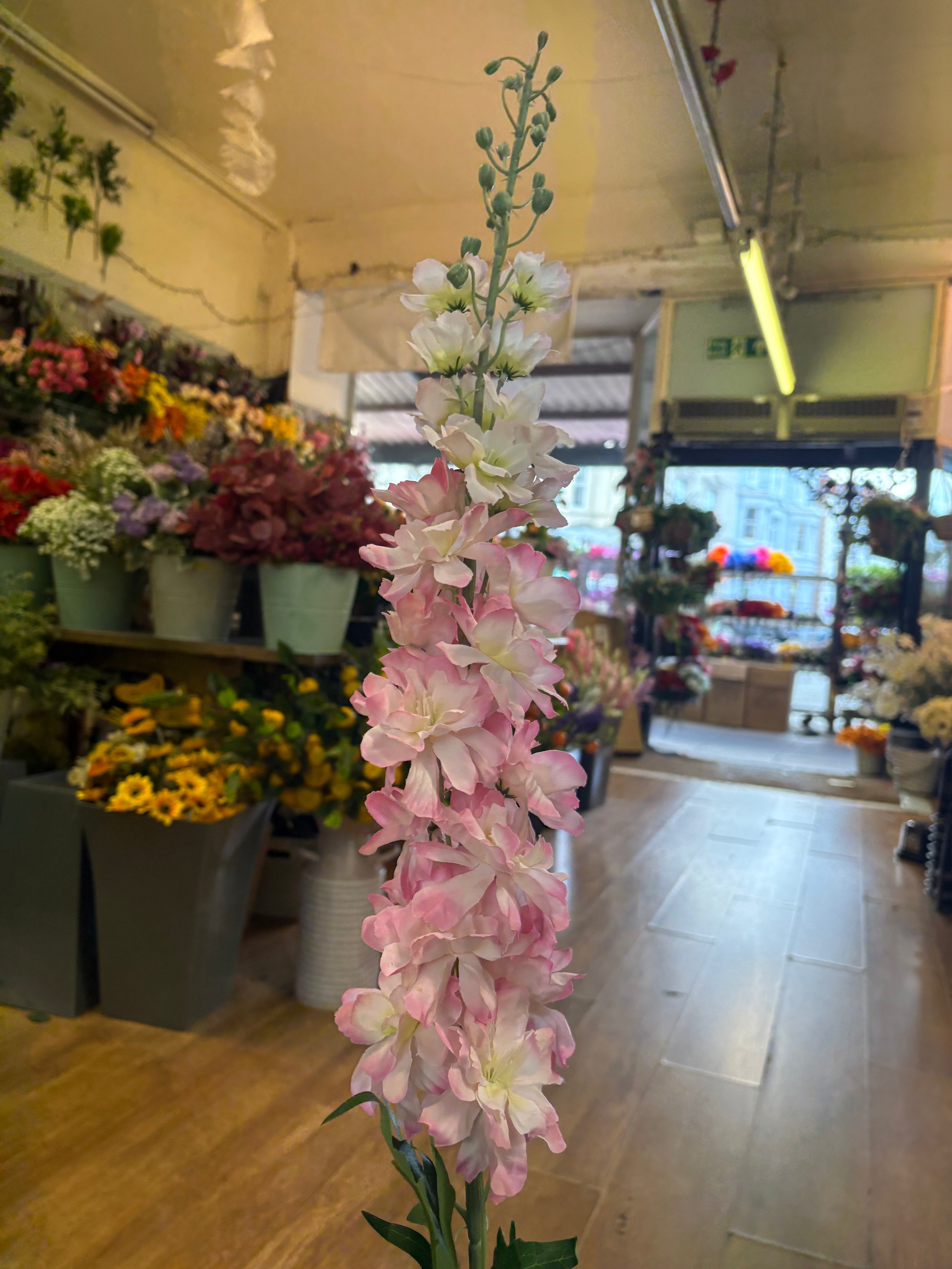 120cm tall pink delphinium