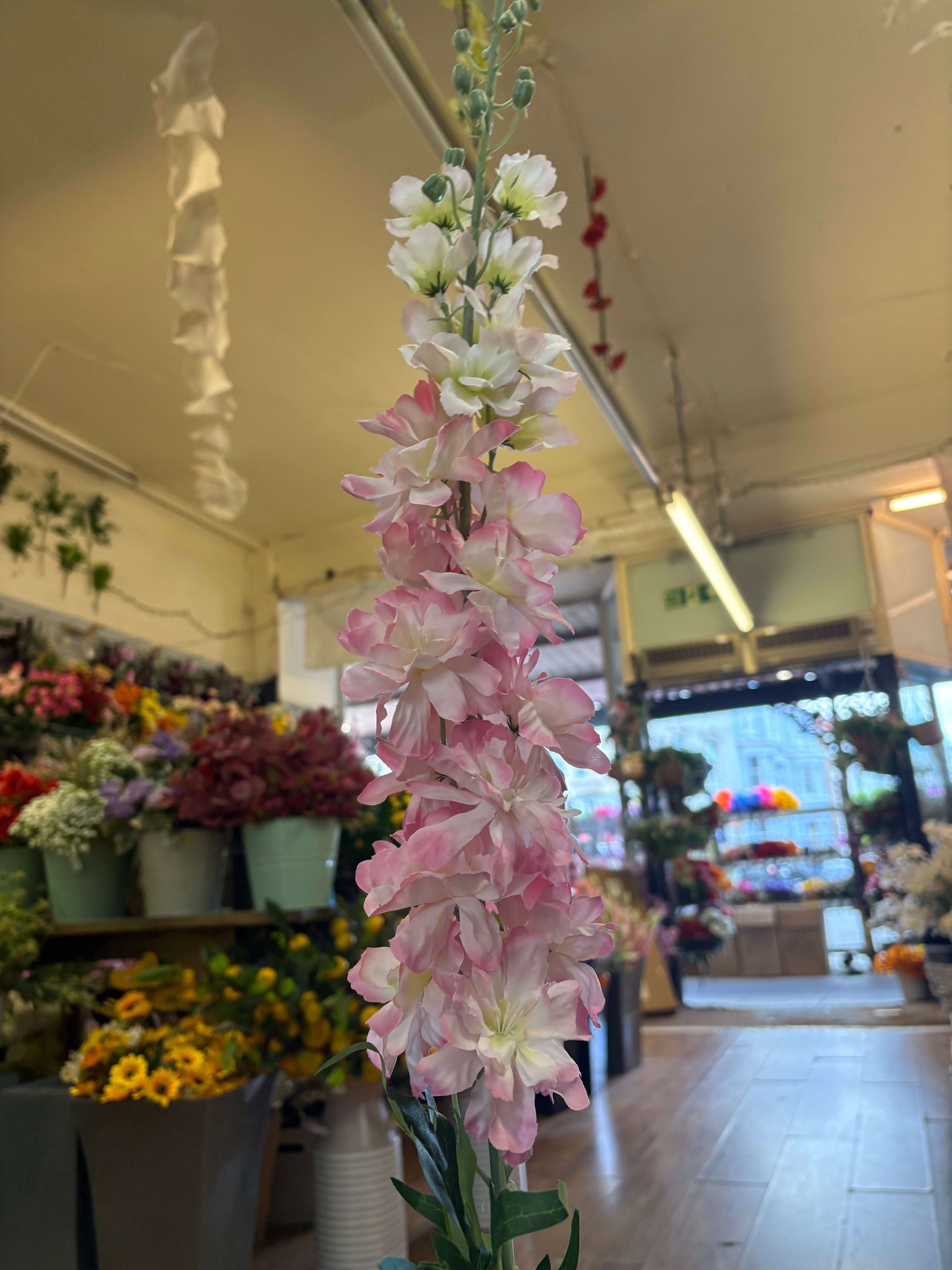 120cm tall pink delphinium