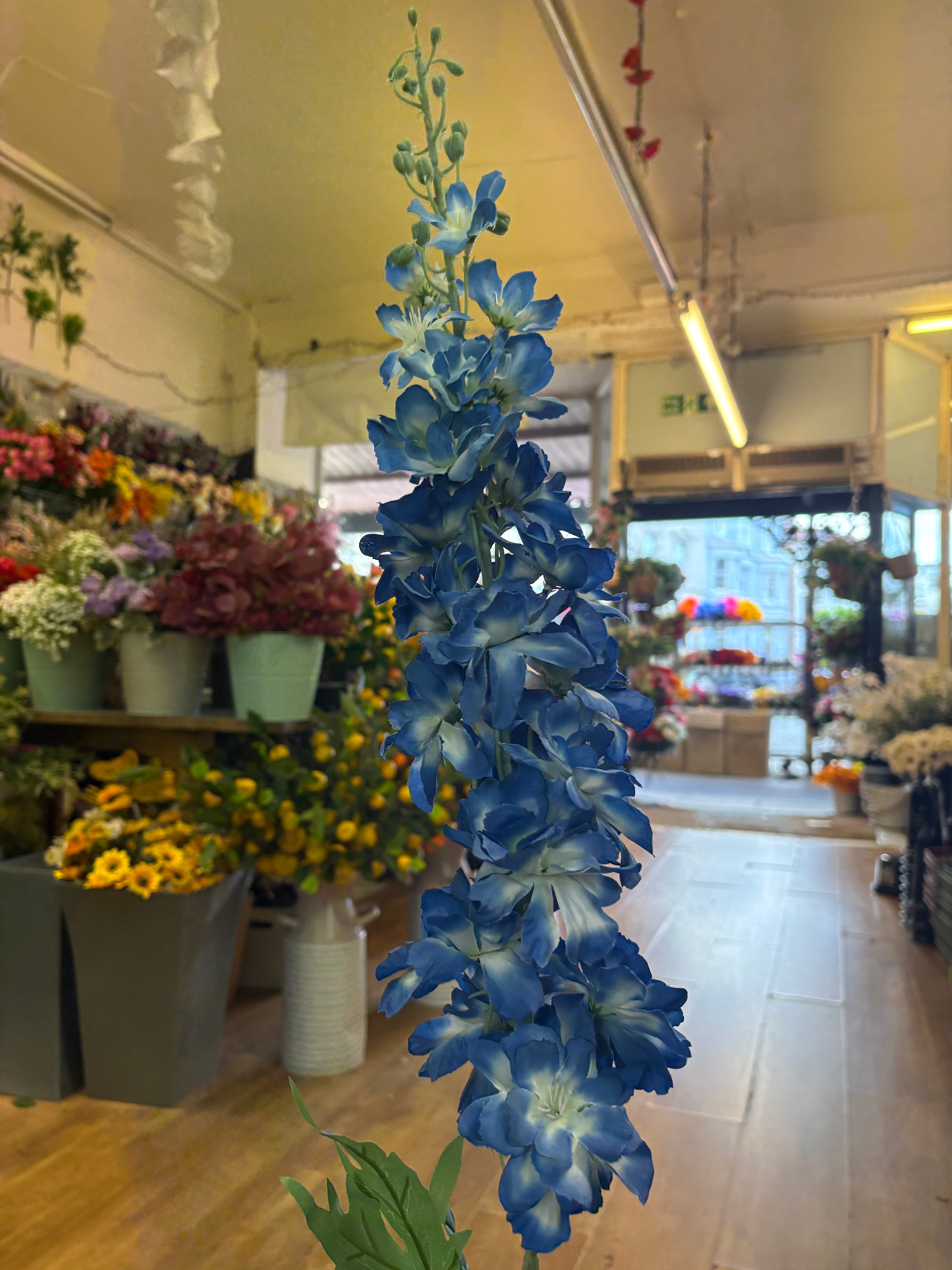 120cm tall blue delphinium