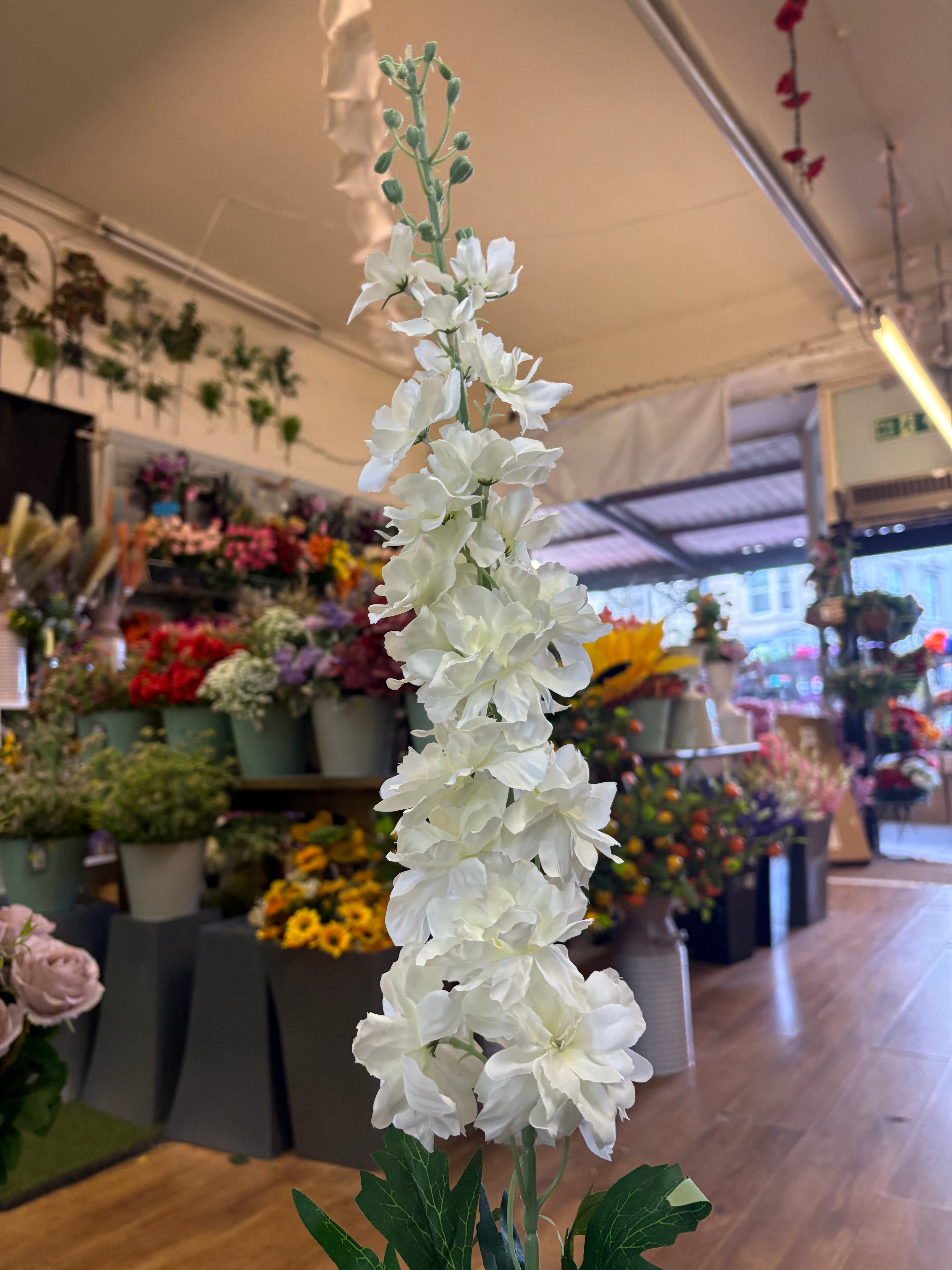 120cm tall ivory delphinium