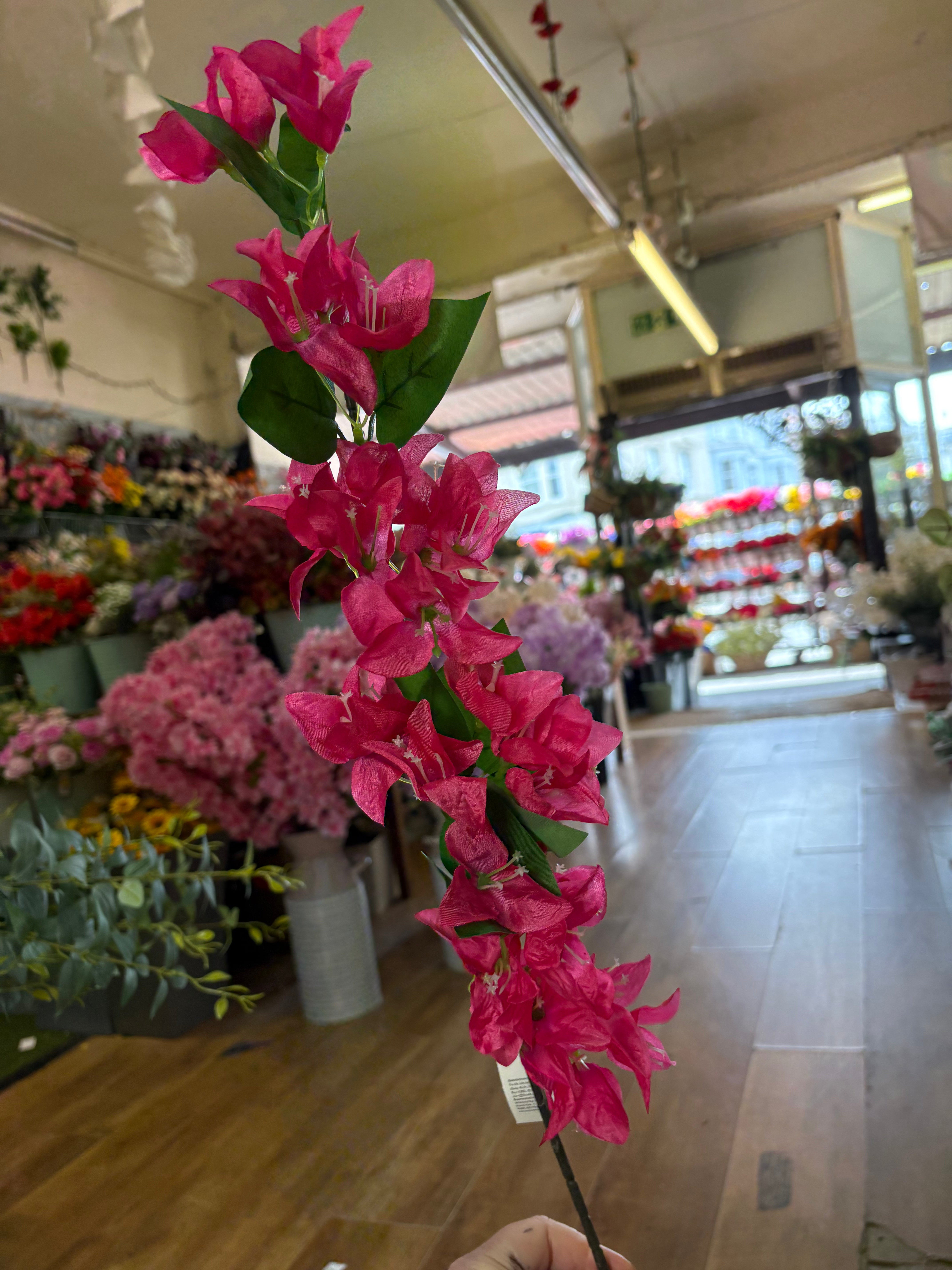 Long stem bougainvillea - 4 colours available