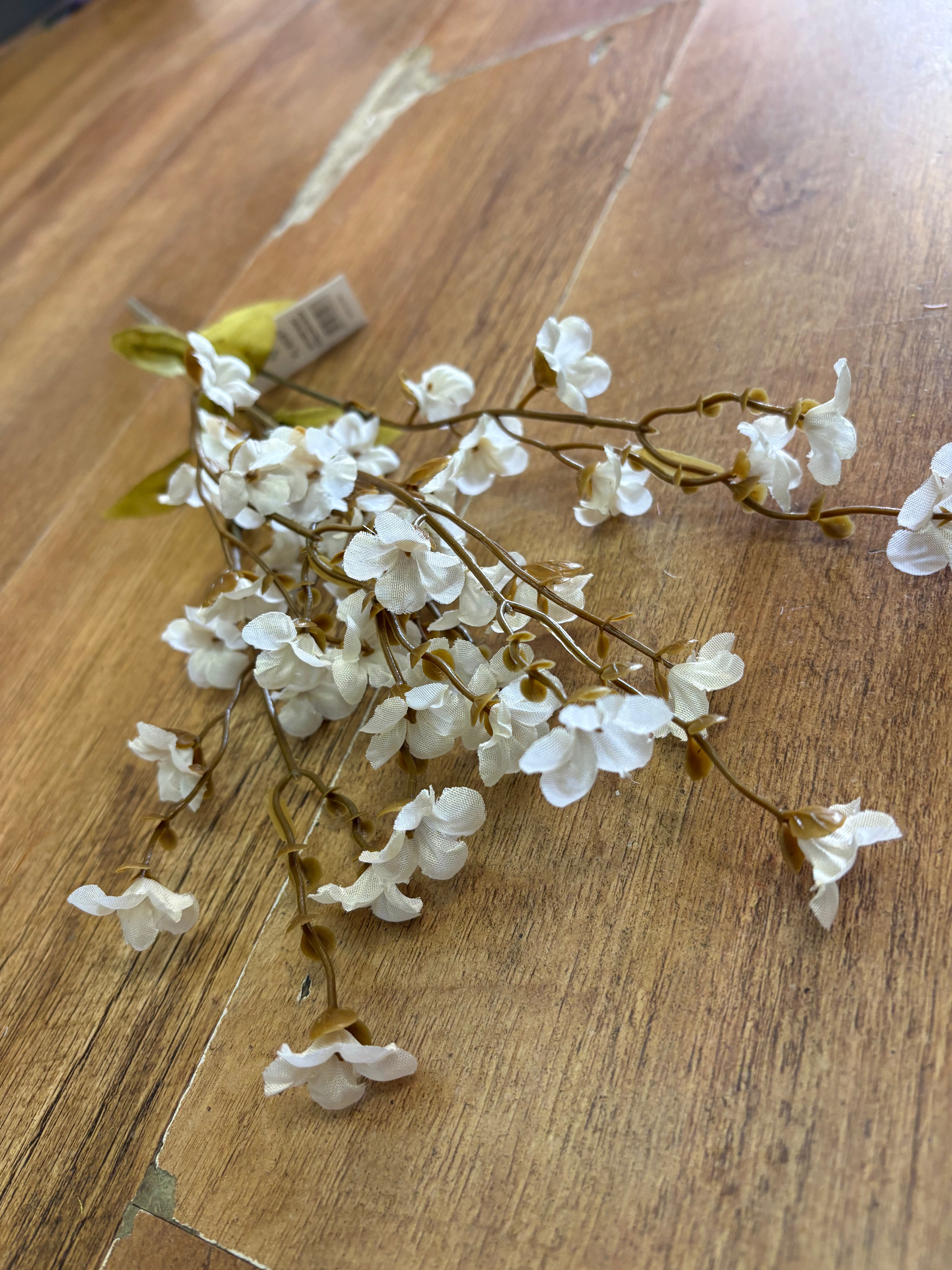 Fairy foxglove bush - 4 colours available