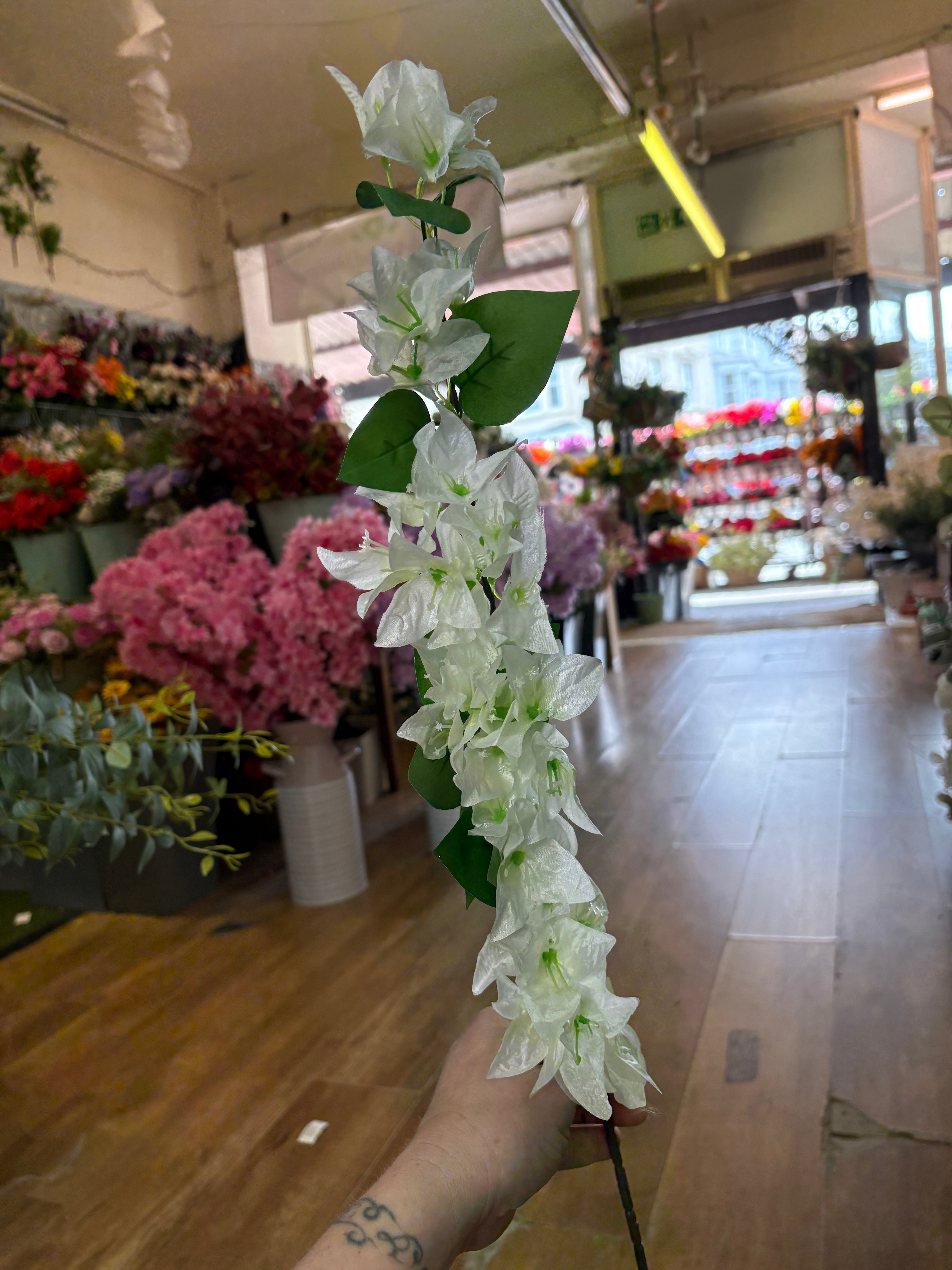 Long stem bougainvillea - 4 colours available