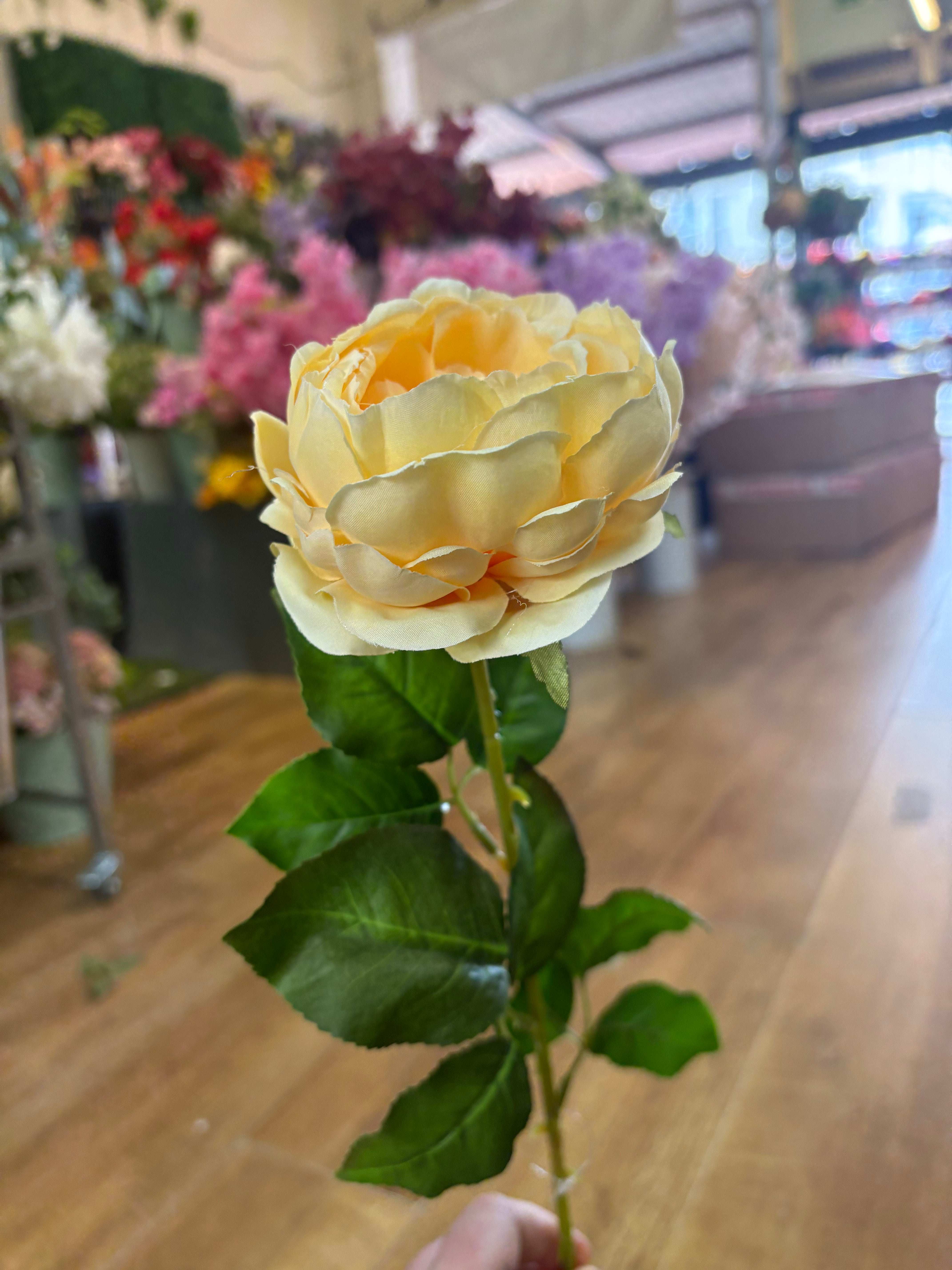 yellow Lola peony stem