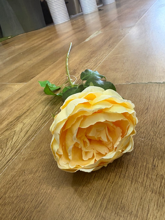 yellow Lola peony stem