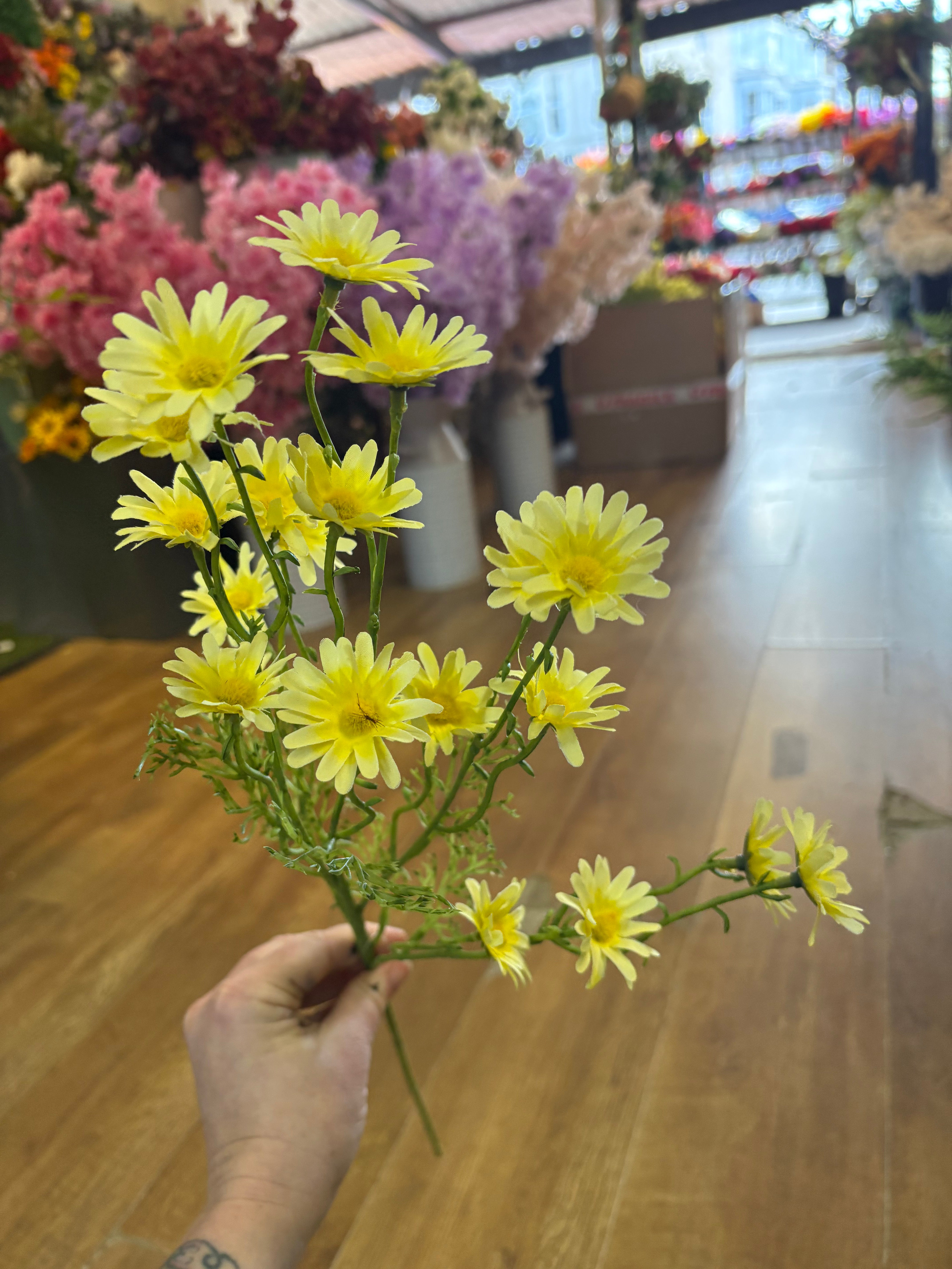 Long stem yellow aster daisy