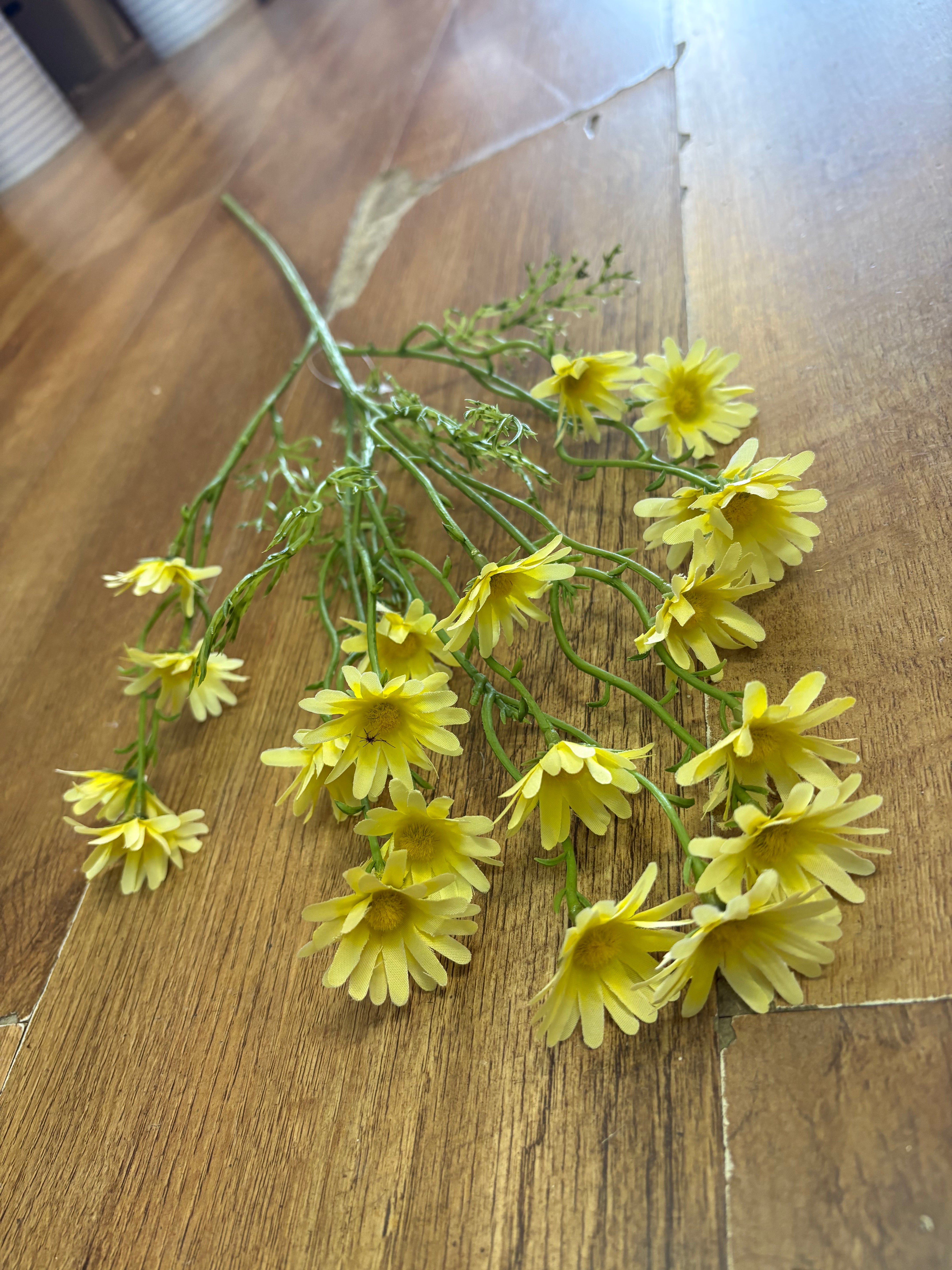 Long stem yellow aster daisy