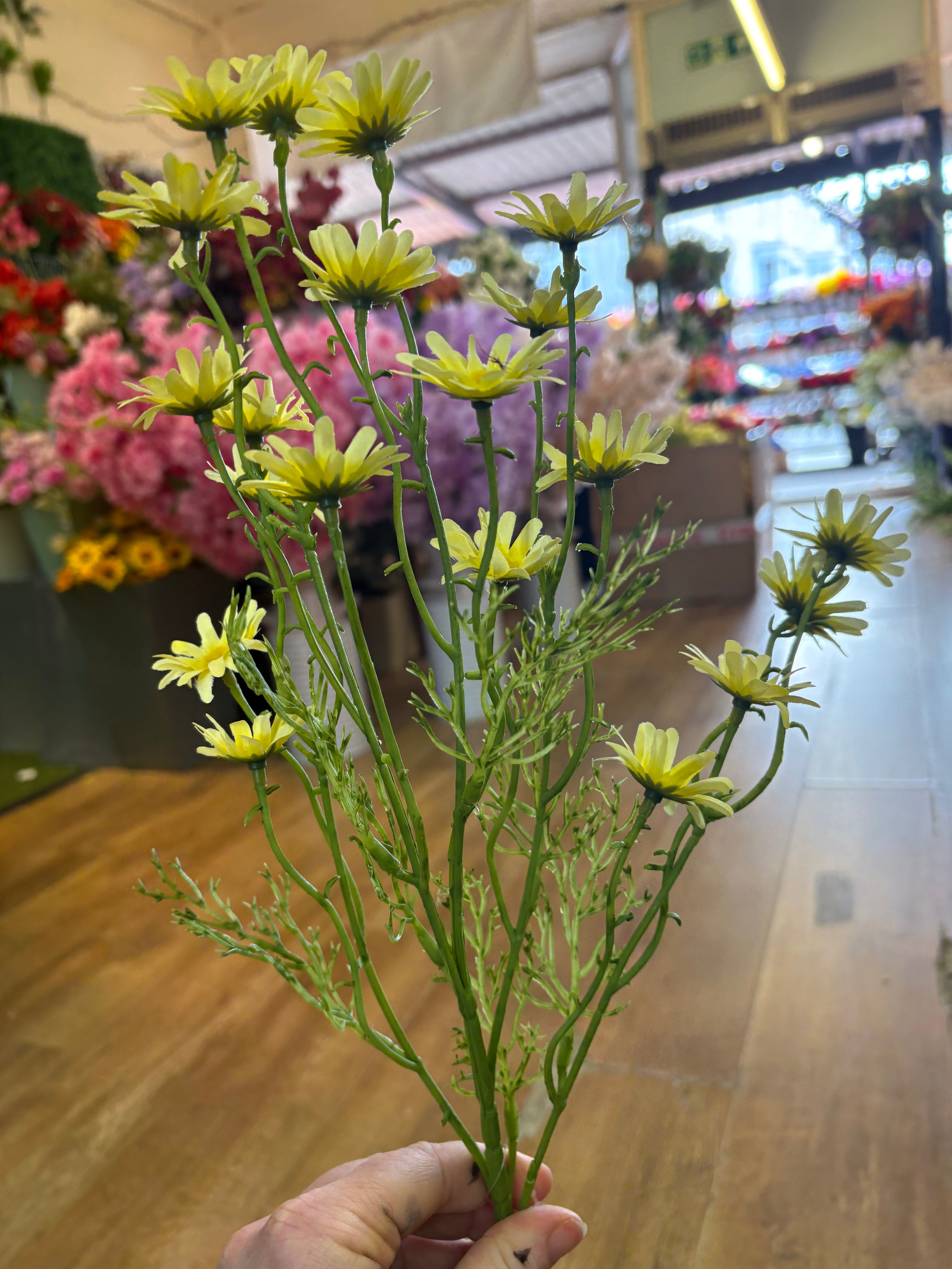 Long stem yellow aster daisy
