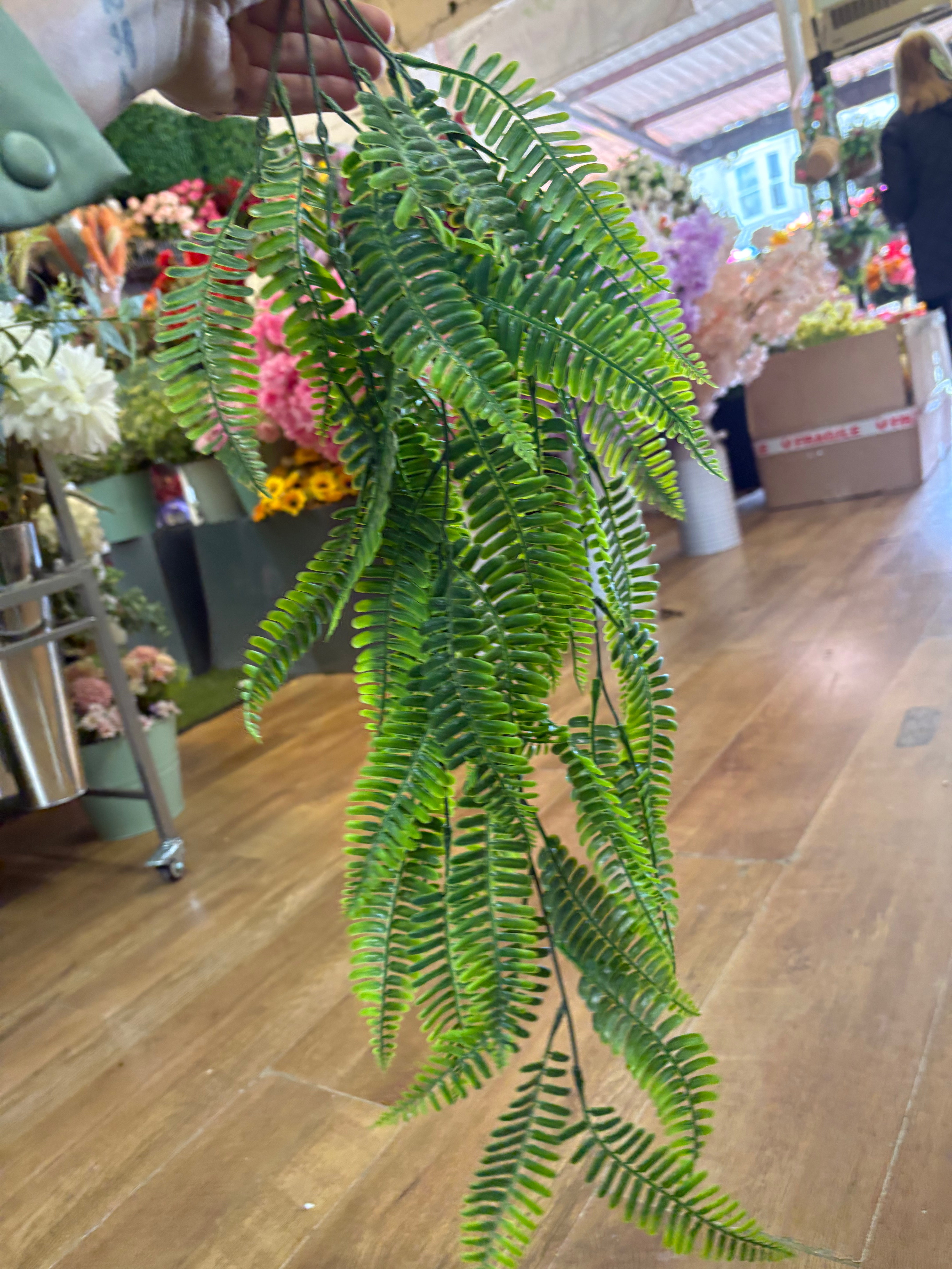 Hanging/trailing fern
