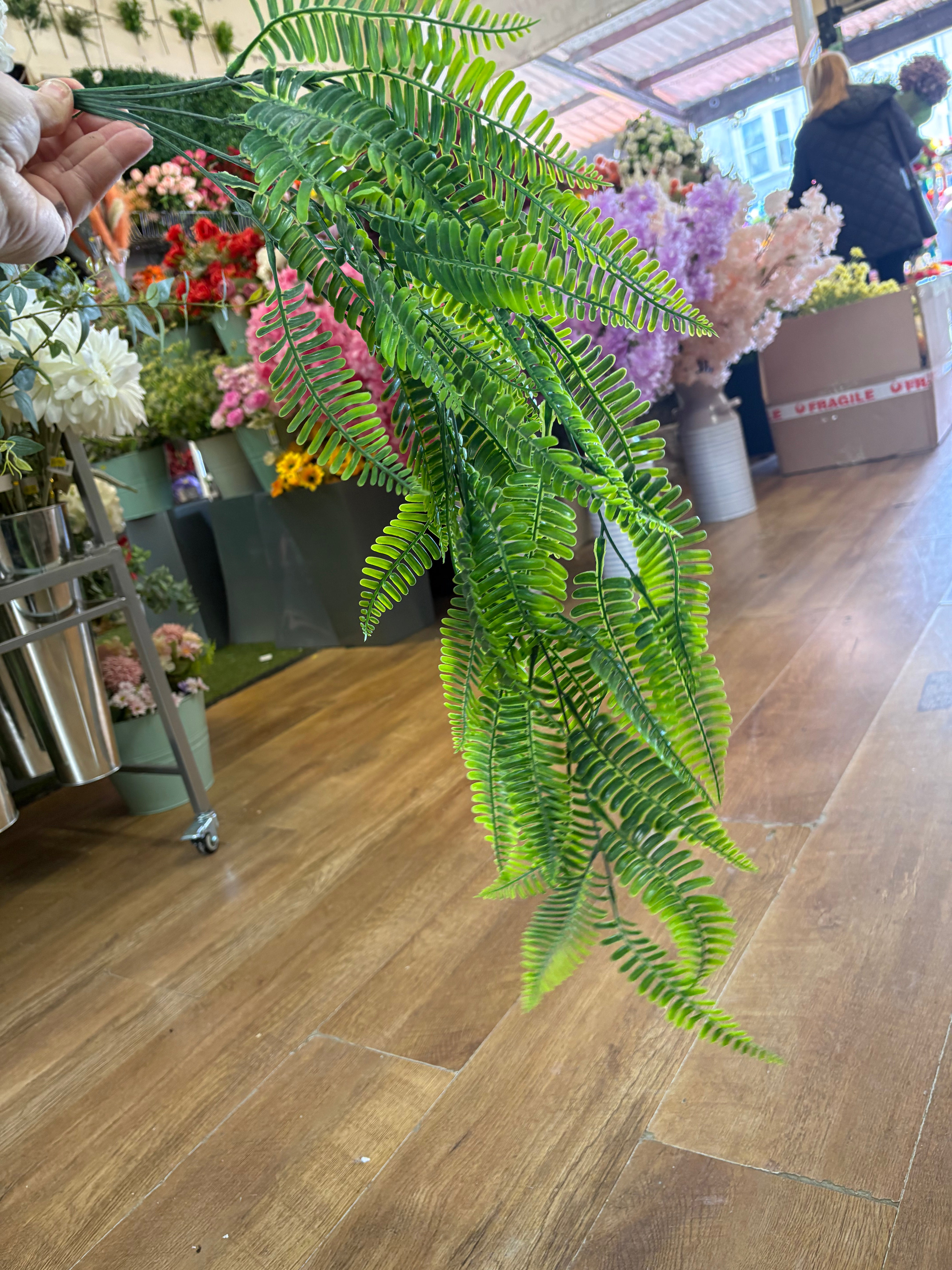Hanging/trailing fern