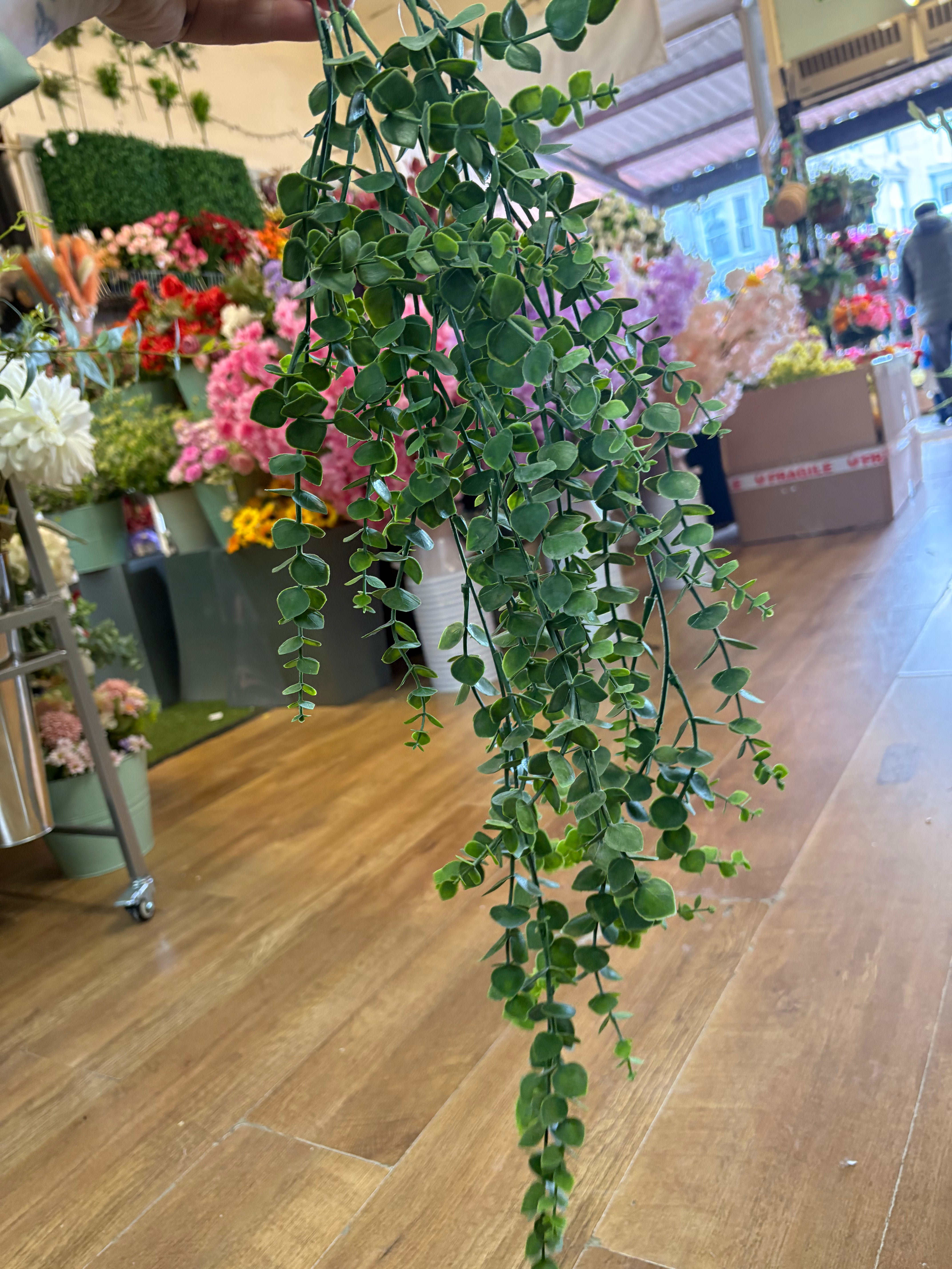 Hanging/trailing eucalyptus