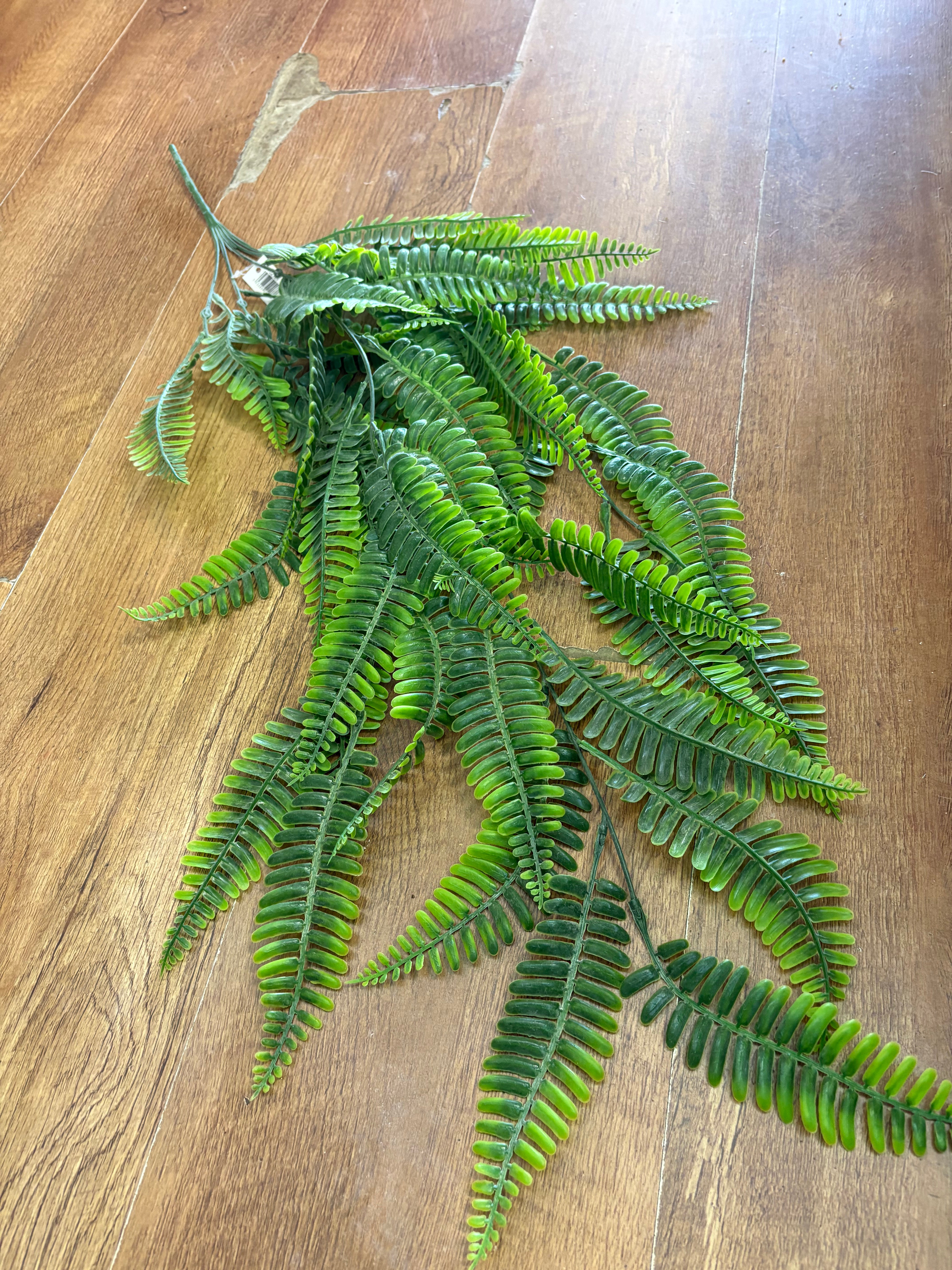 Hanging/trailing fern
