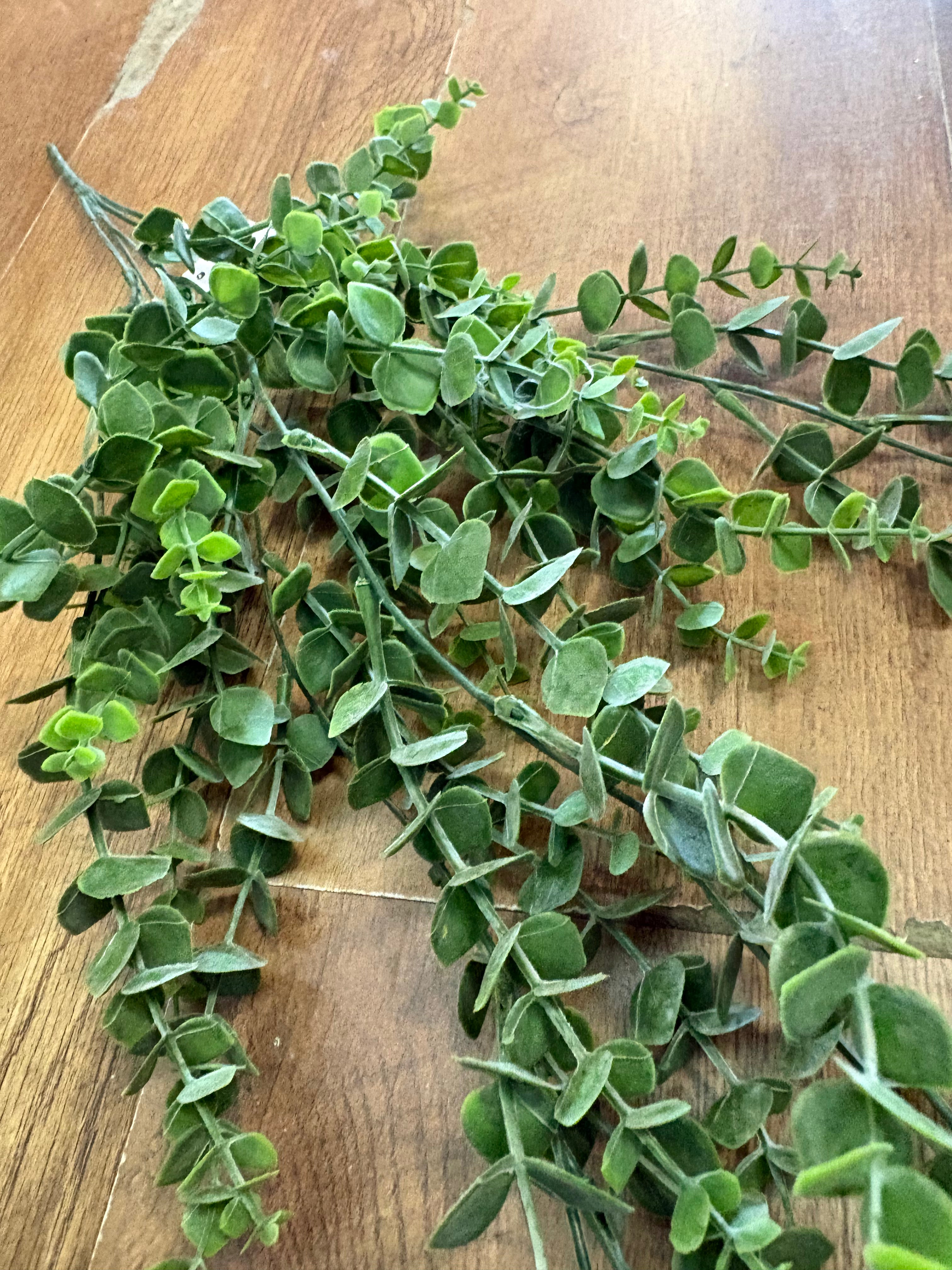 Hanging/trailing eucalyptus