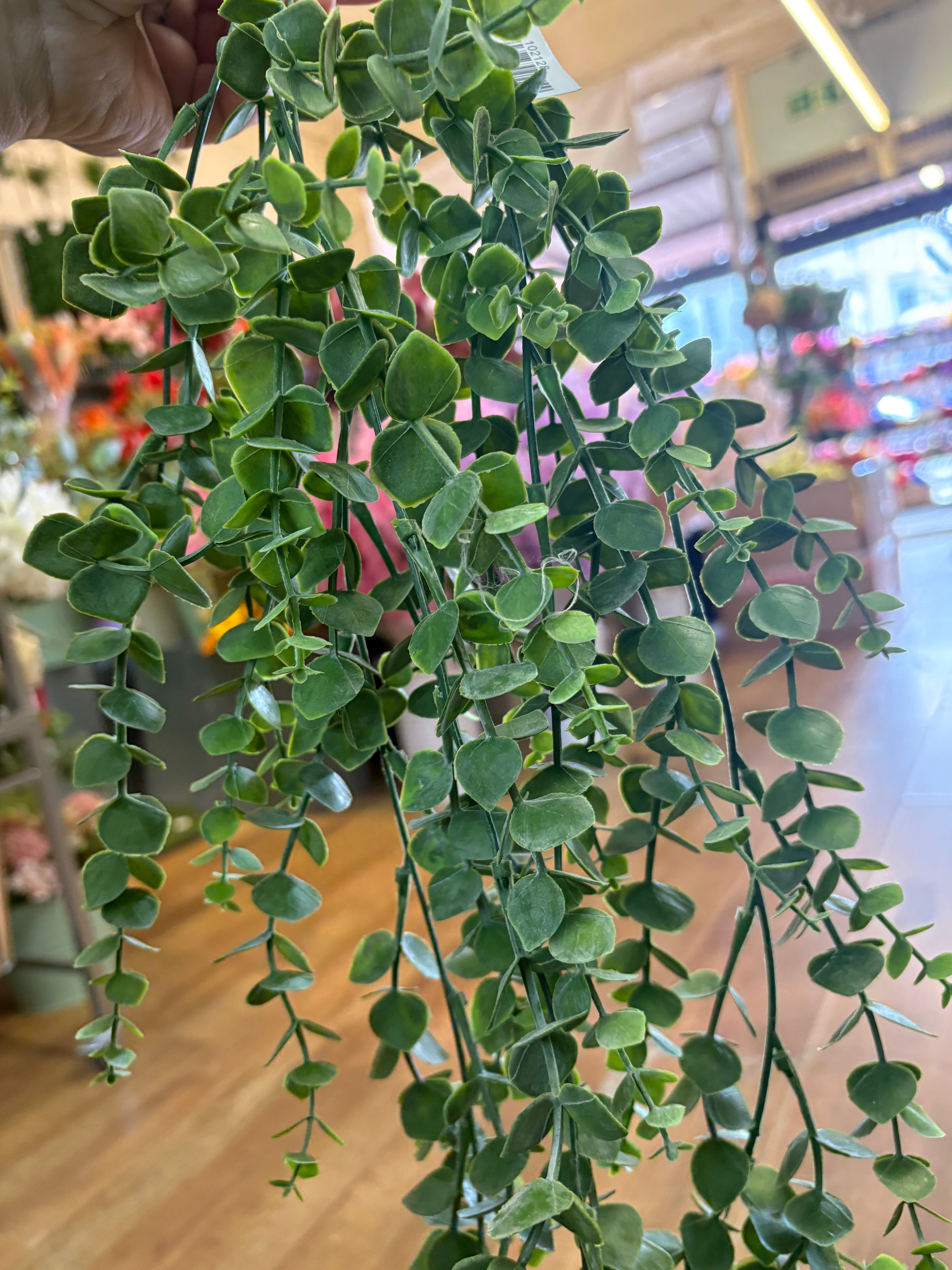 Hanging/trailing eucalyptus