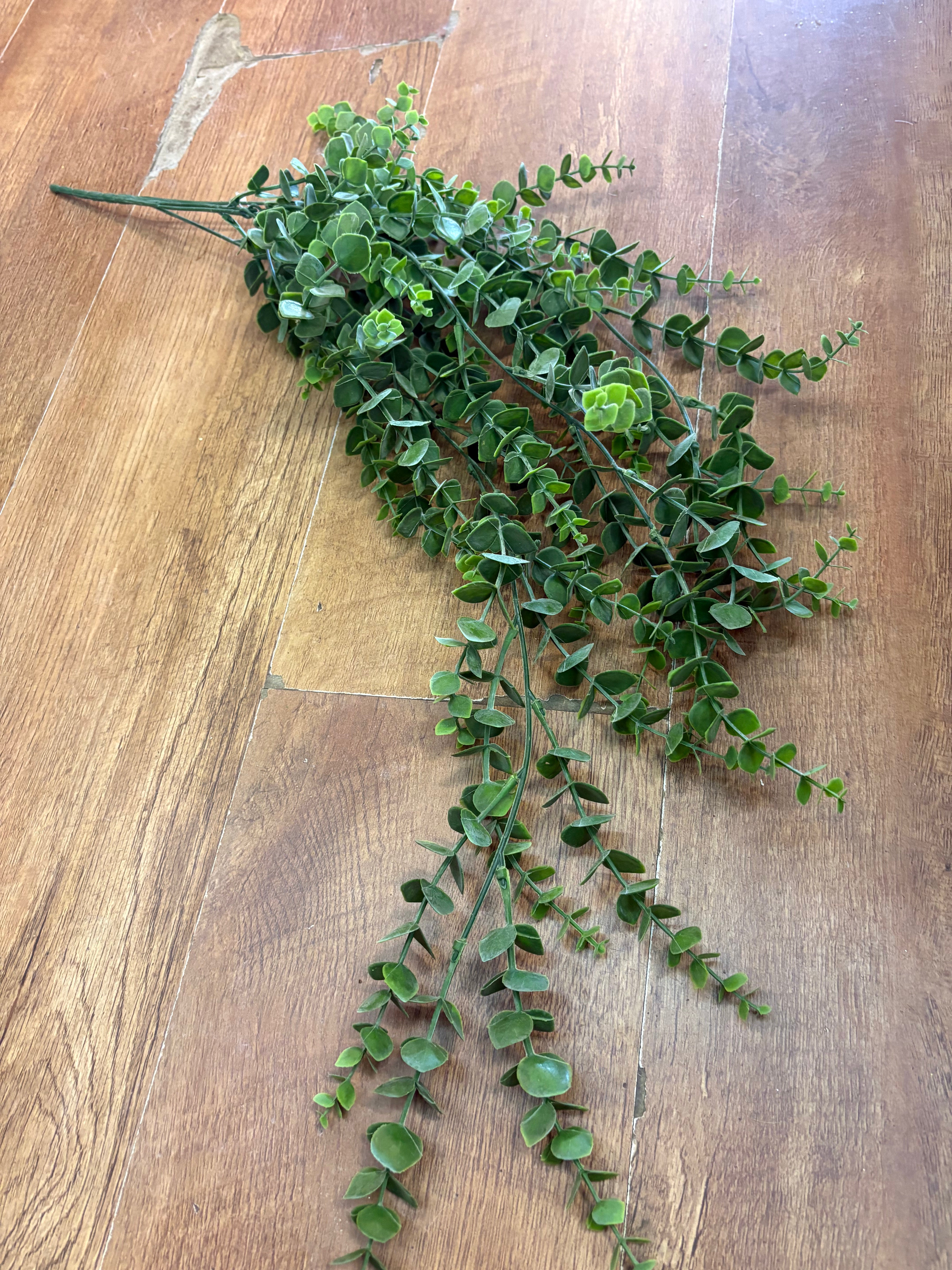 Hanging/trailing eucalyptus