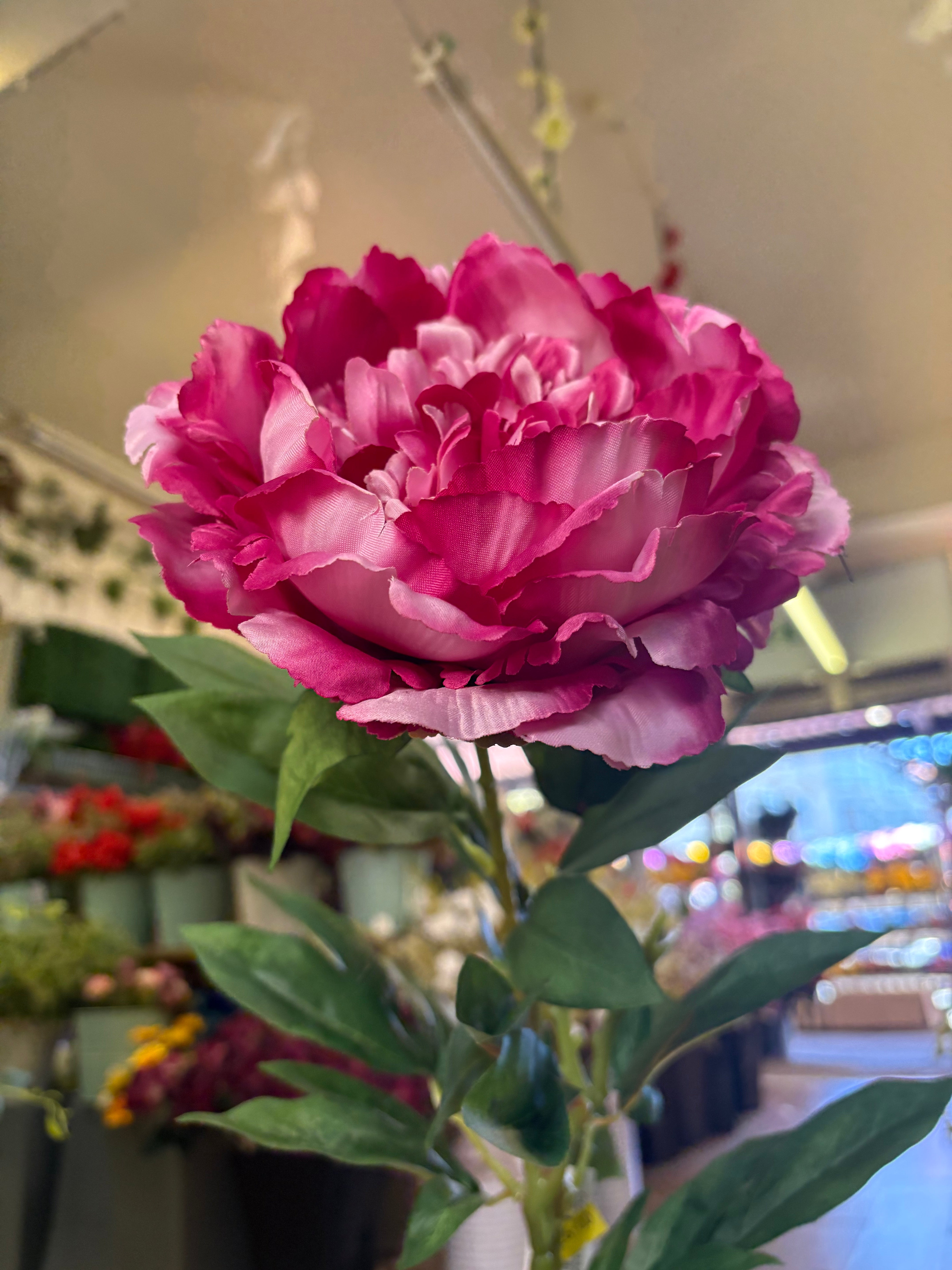 Tall extra large mixed pink peony and bud stem